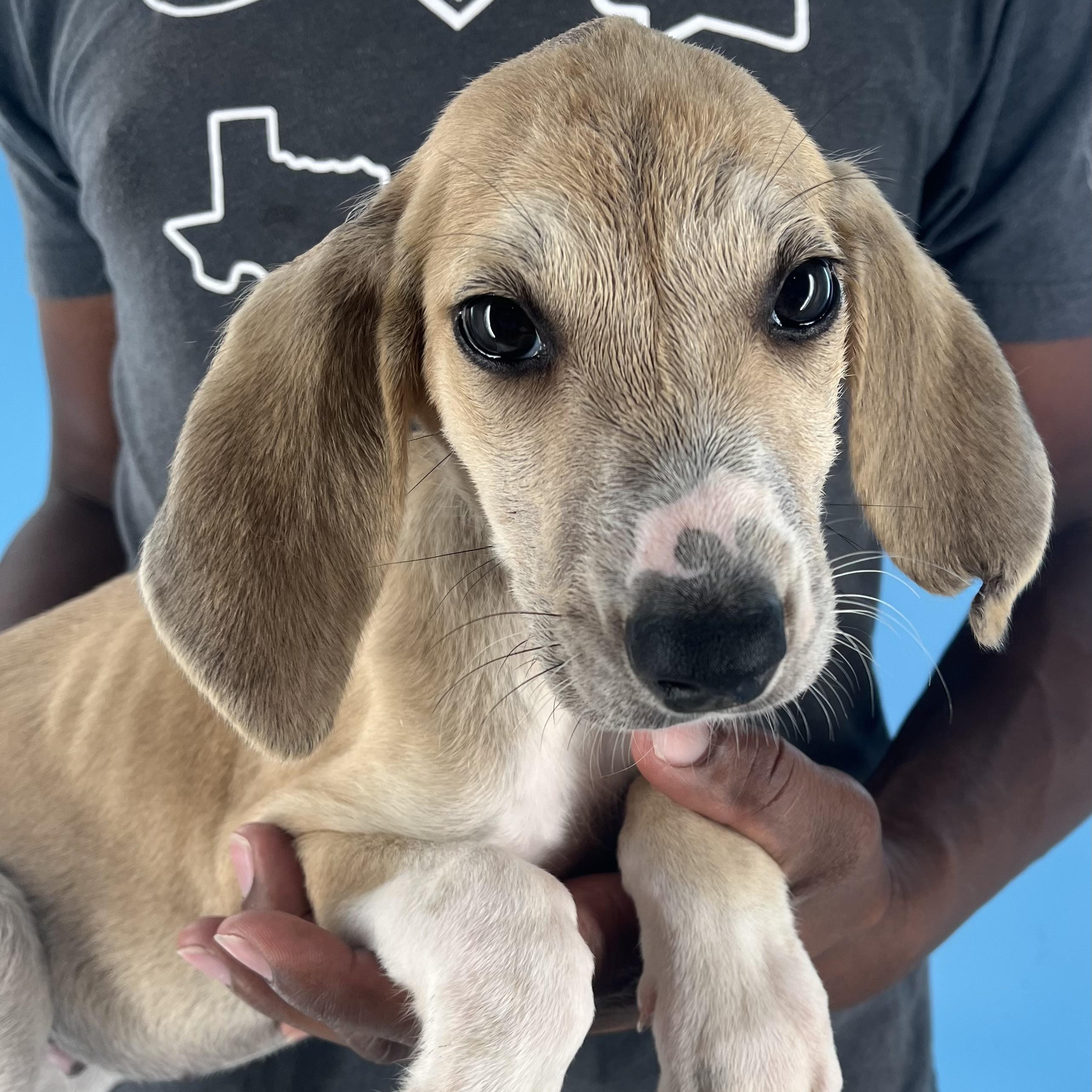 Bauer - Local July 27, an adoptable Aussiedoodle, Yellow Labrador Retriever in Westerly, RI, 02891 | Photo Image 5