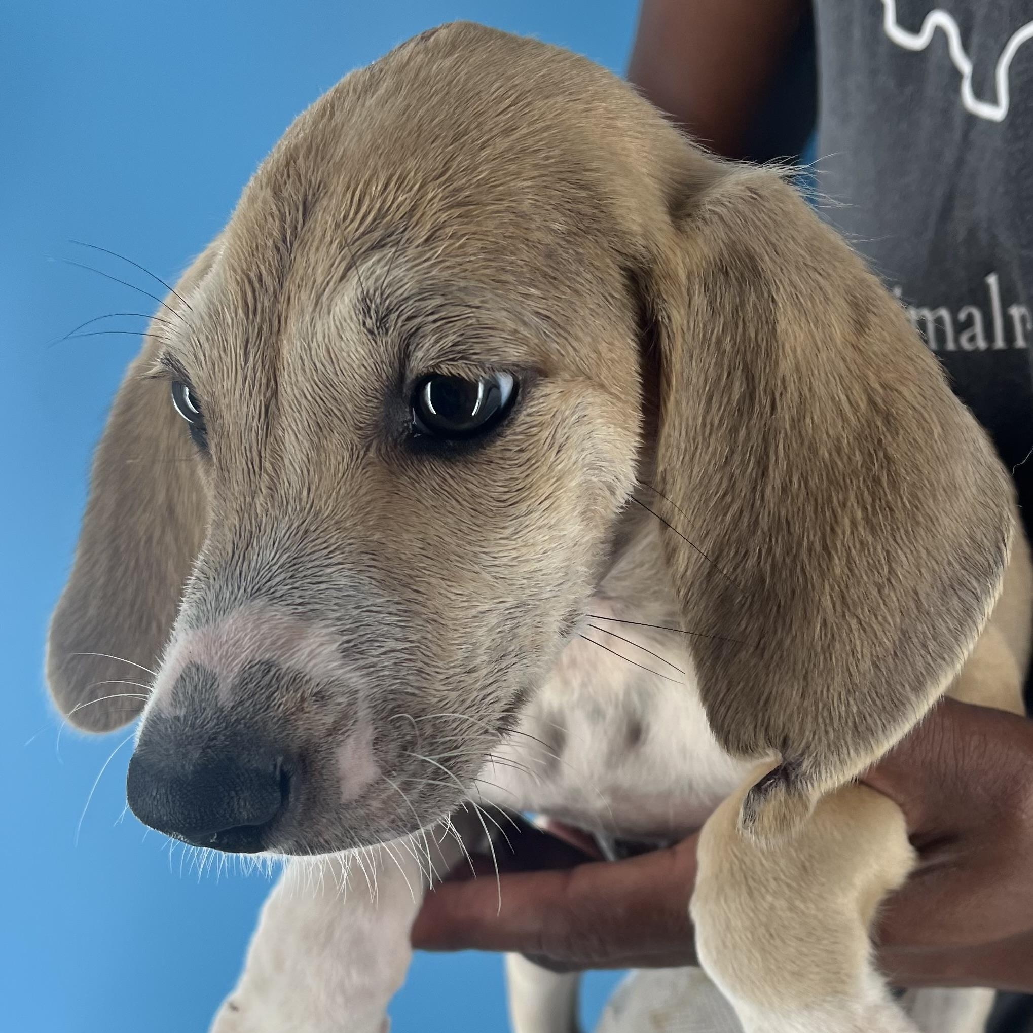 Bauer - Local July 27, an adoptable Aussiedoodle, Yellow Labrador Retriever in Westerly, RI, 02891 | Photo Image 2