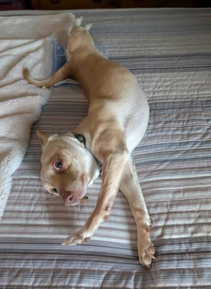 Enlarge Needle, an adopted Chihuahua in Chino valley, AZ image 1/2