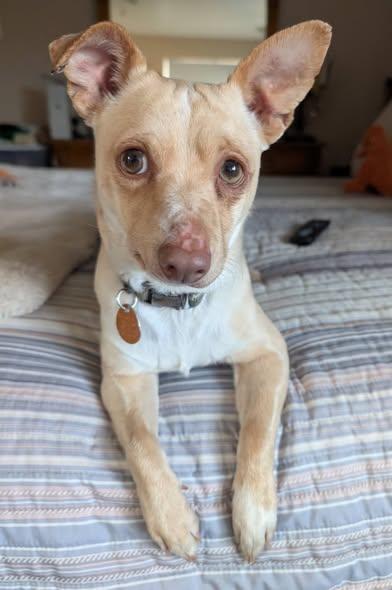 Enlarge Needle, an adopted Chihuahua in Chino valley, AZ image 2/2