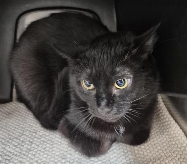 MARLOWE, Adoptable, Young Female Domestic Short Hair.