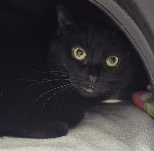 Enlarge MARLOWE, a Adoptable Domestic Short Hair in Vaughan, ON image 1/1