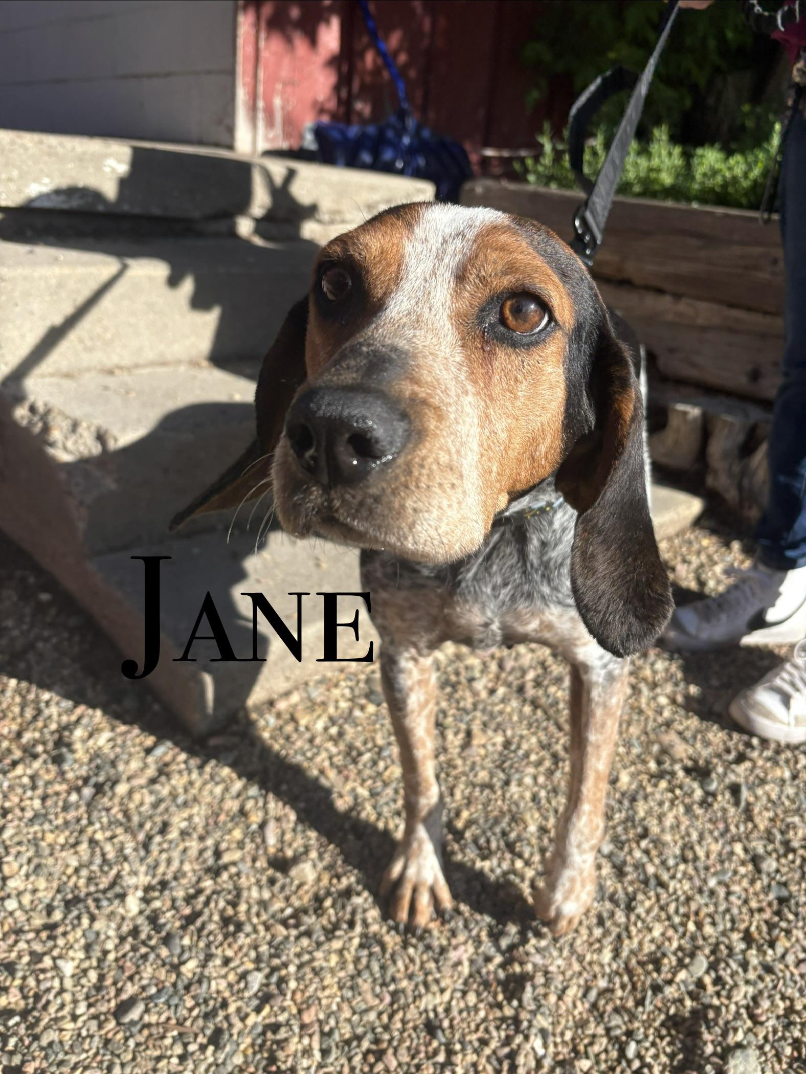 Enlarge Jane Doe, a ADOPTABLE mixed breed in Craig, CO image 1/1