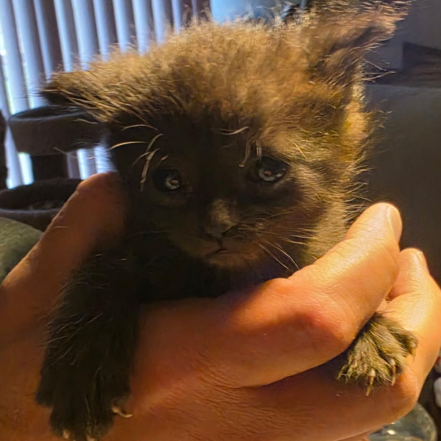 Enlarge Peep, a Adoptable Domestic Short Hair in Lake Orion, MI image 2/4