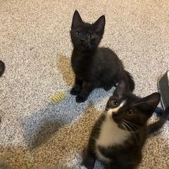 Enlarge Peep, a Adoptable Domestic Short Hair in Lake Orion, MI image 4/4