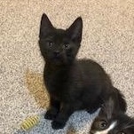 Peep, Adoptable, Kitten Male Domestic Short Hair.