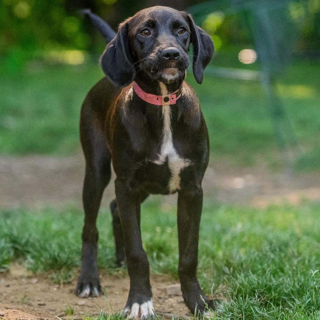 Kono, Adoptable, Young Female Brittany Spaniel & Mixed Breed.
