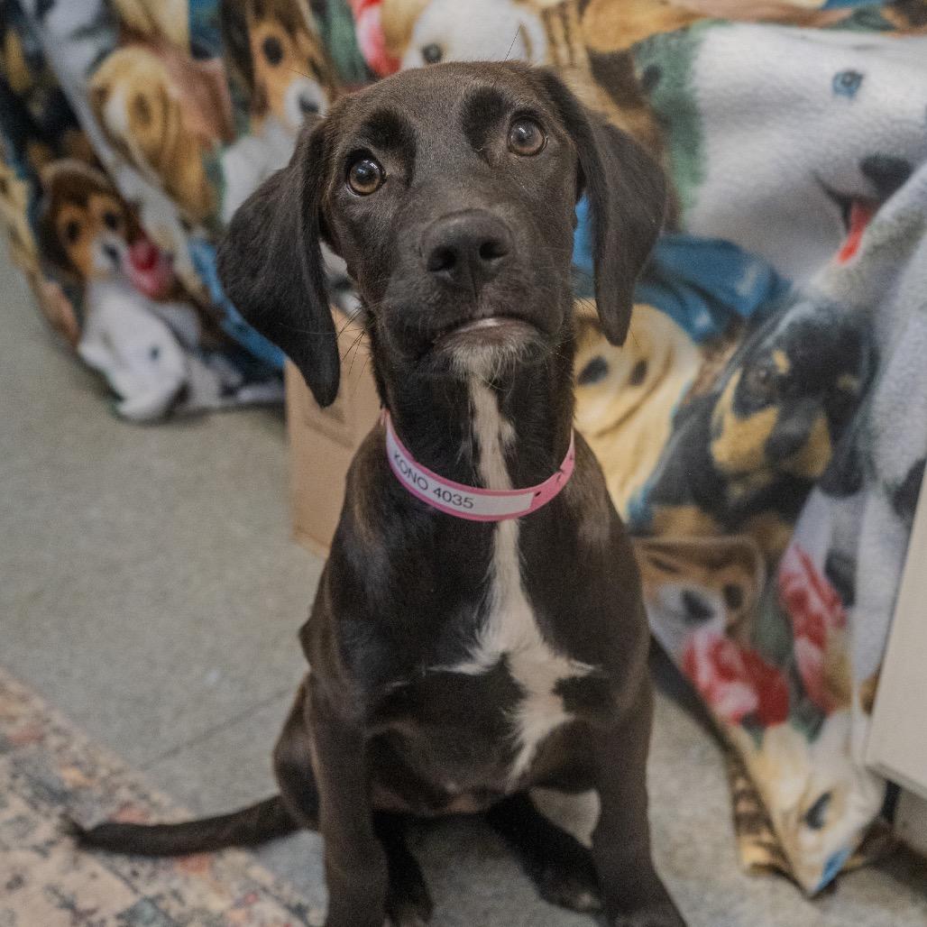 Enlarge Kono, a Adoptable mixed breed in Pawling, NY image 2/6