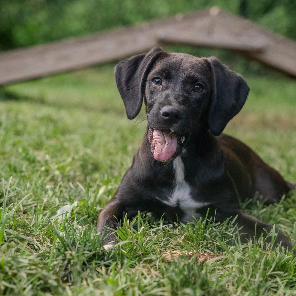 Enlarge Kono, a Adoptable mixed breed in Pawling, NY image 3/6
