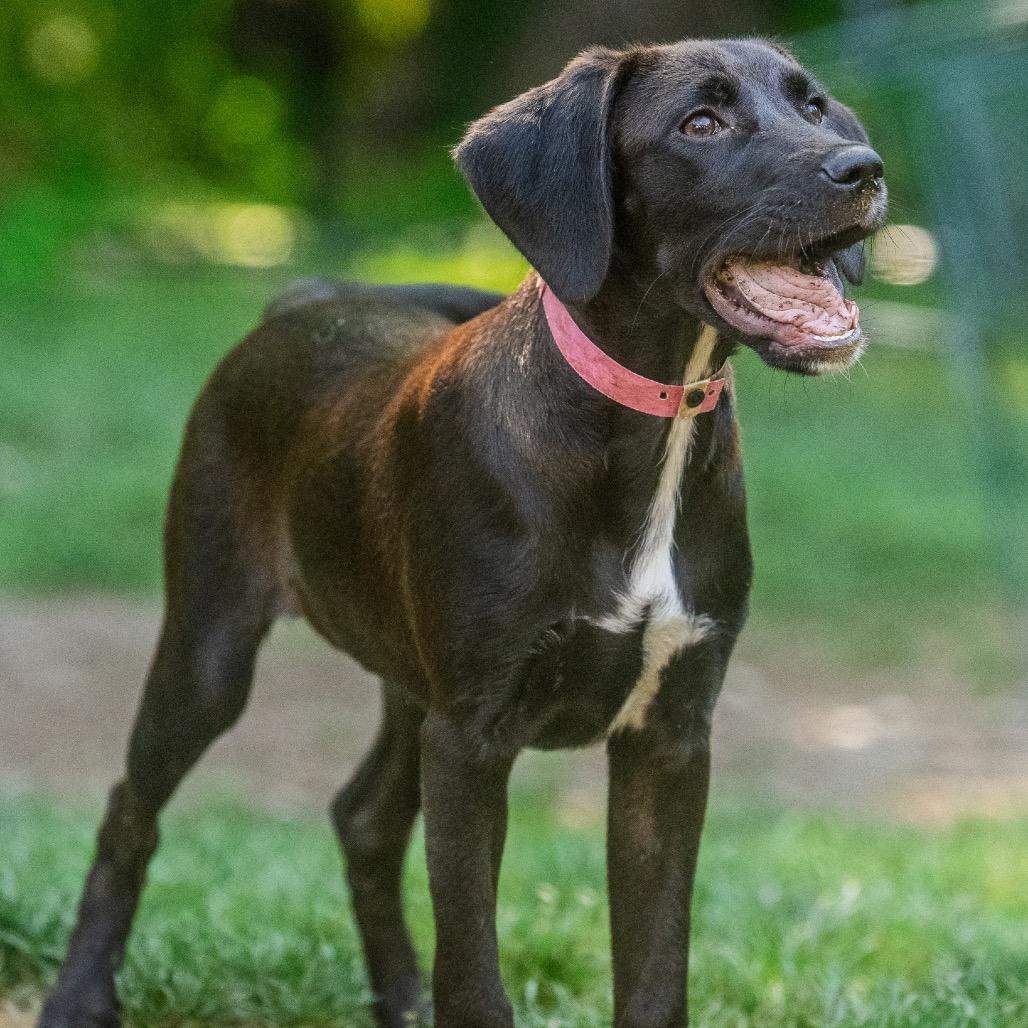 Enlarge Kono, a Adoptable mixed breed in Pawling, NY image 4/6