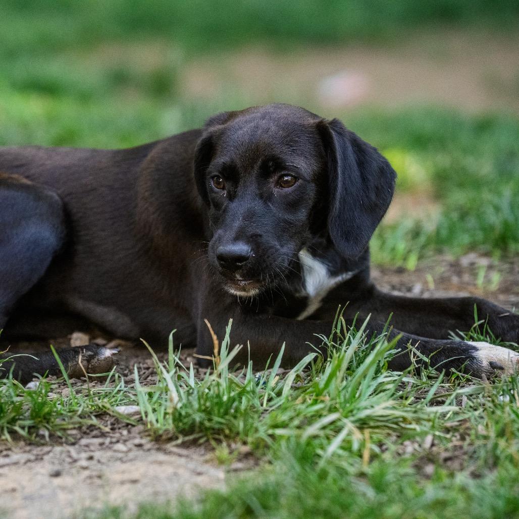 Enlarge Kono, a Adoptable mixed breed in Pawling, NY image 5/6