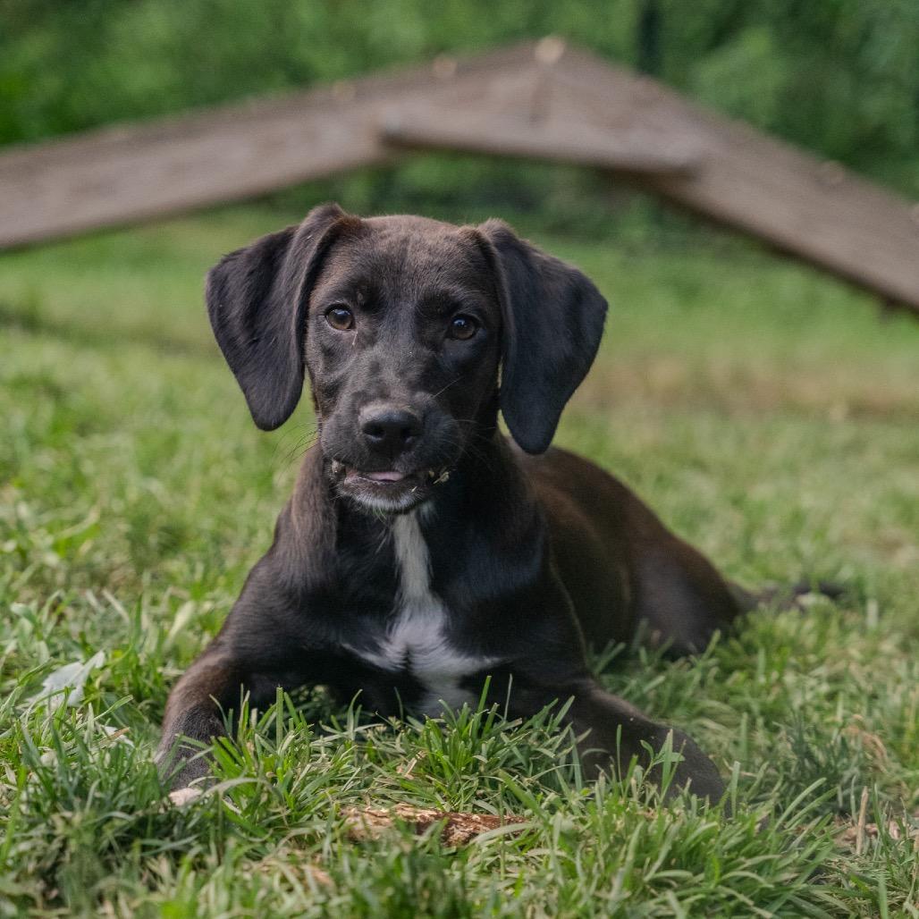 Enlarge Kono, a Adoptable mixed breed in Pawling, NY image 6/6