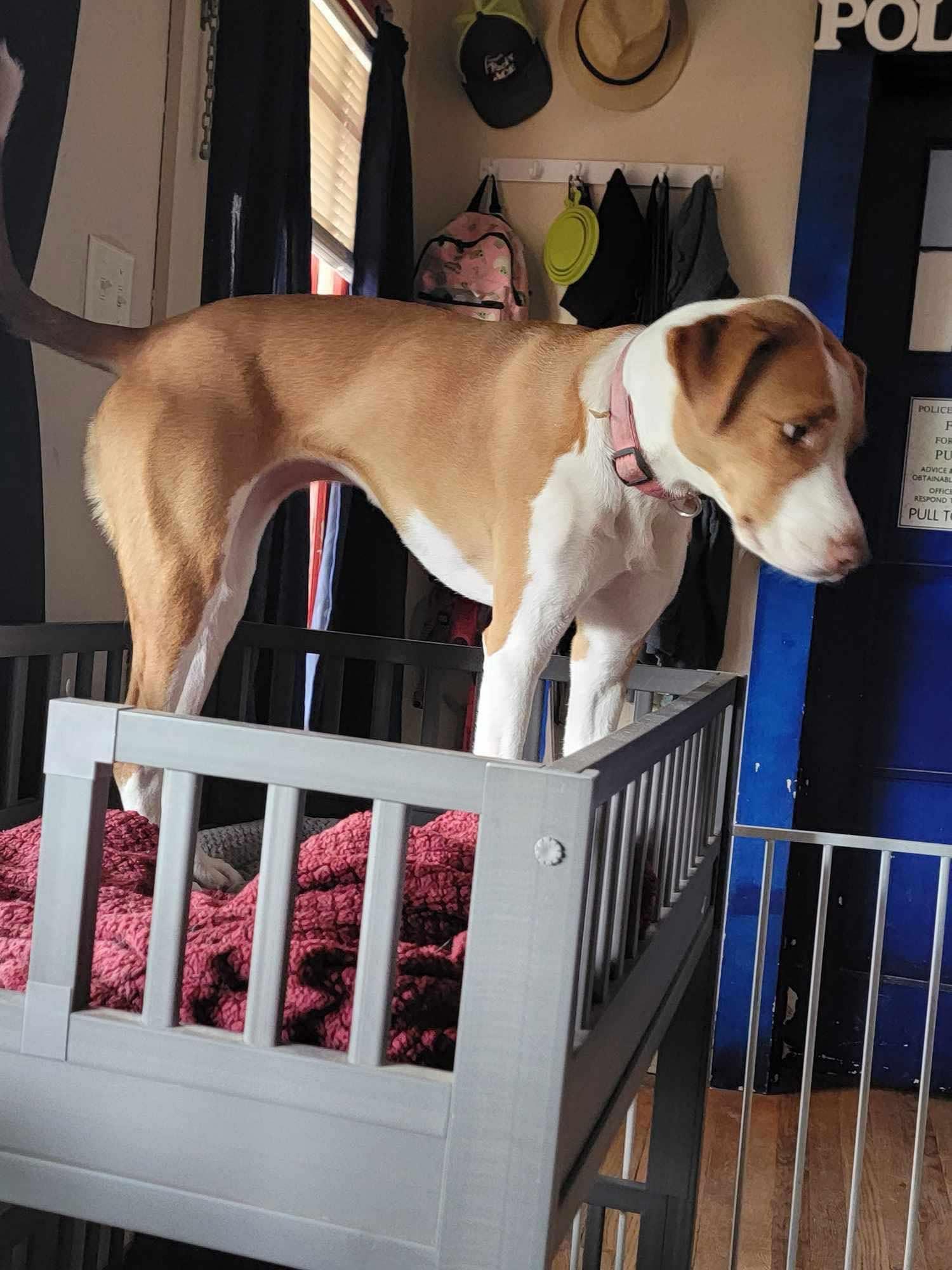 Olga, Adoptable, Adult Female Boxer & Hound.