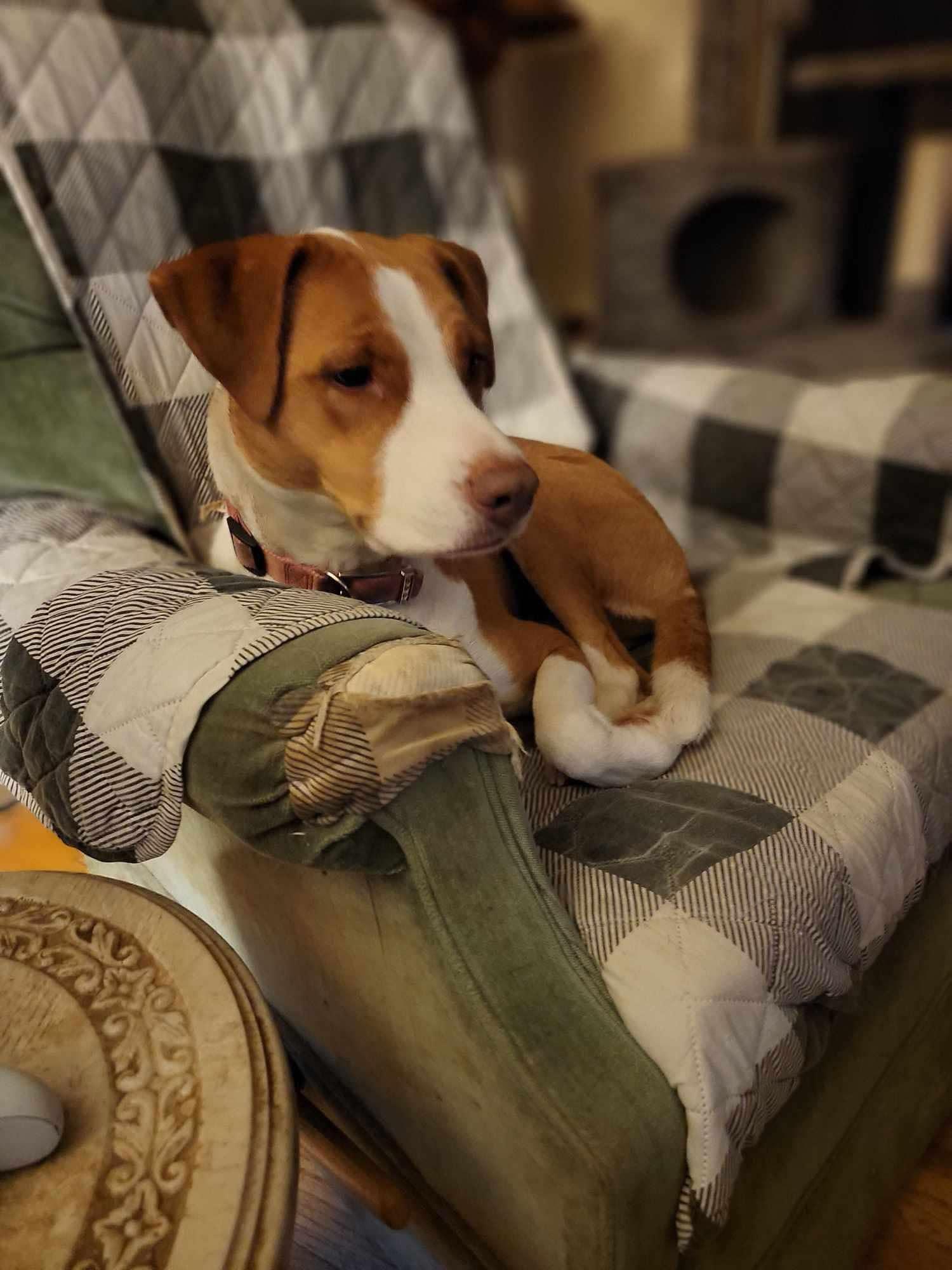 Enlarge Olga, a Adoptable mixed breed in Poplar Bluff, MO image 2/3