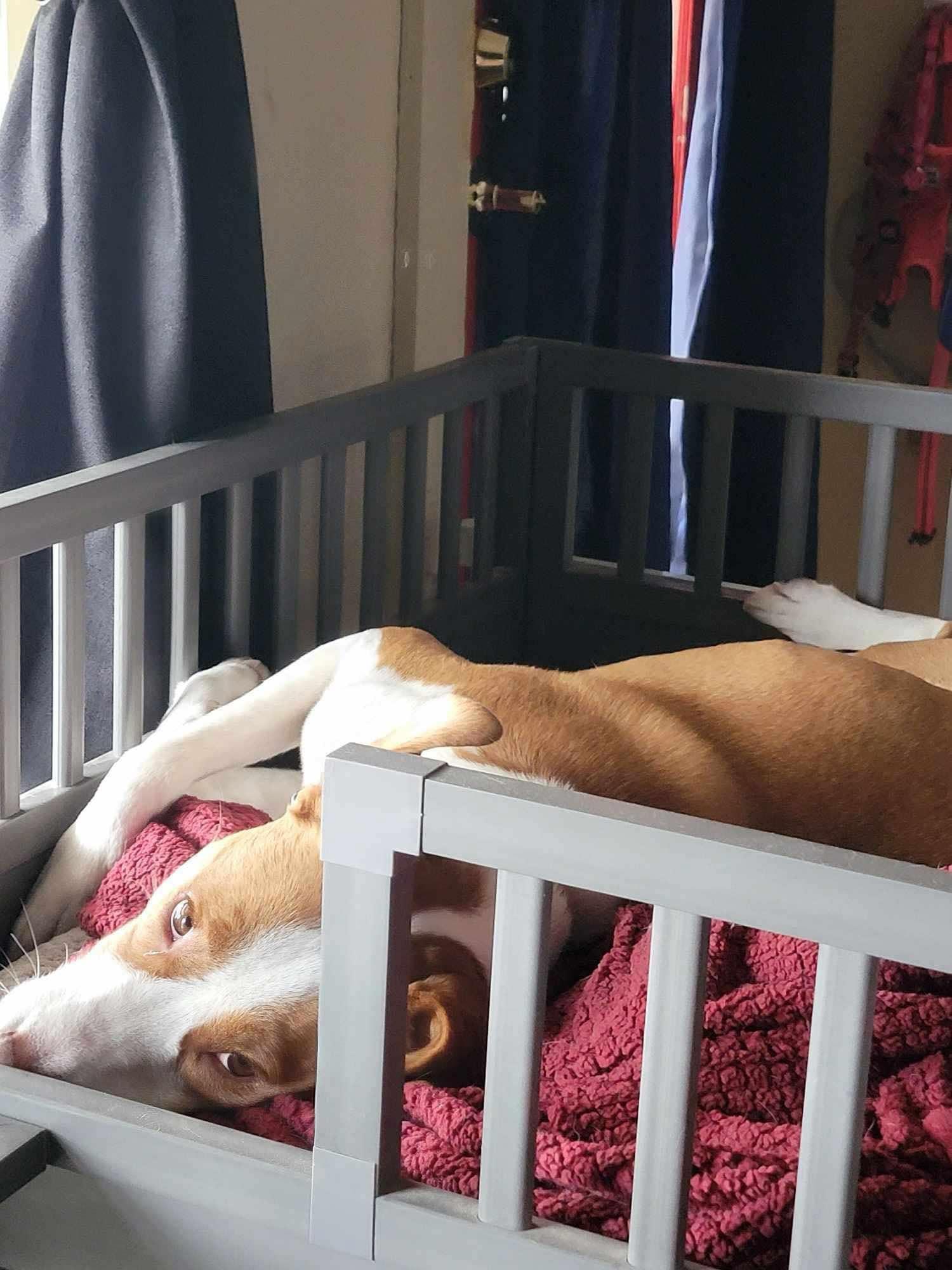 Enlarge Olga, a Adoptable mixed breed in Poplar Bluff, MO image 3/3