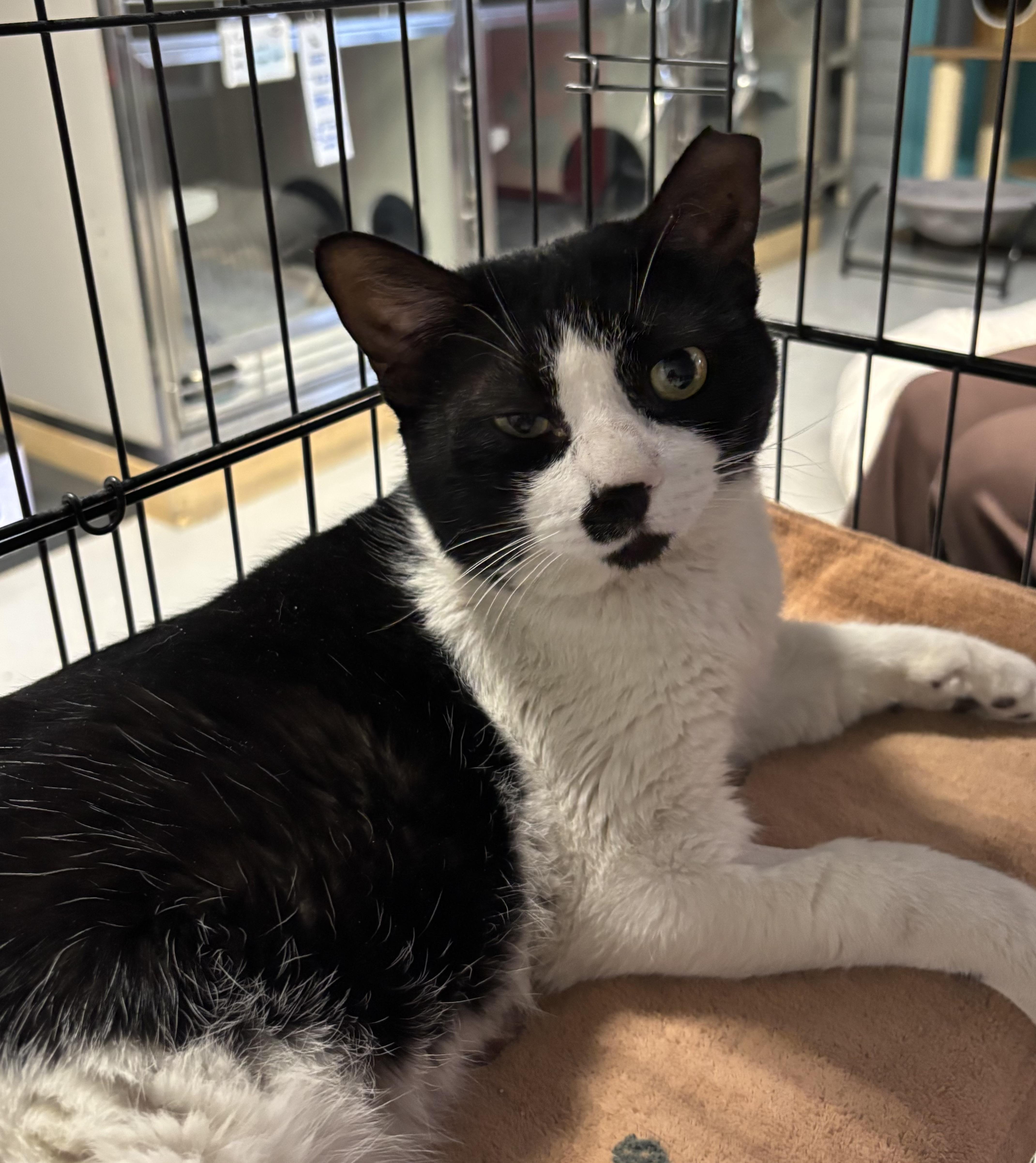 Enlarge Sebastian , an adoptable Tuxedo in Phoenix, AZ image 1/4