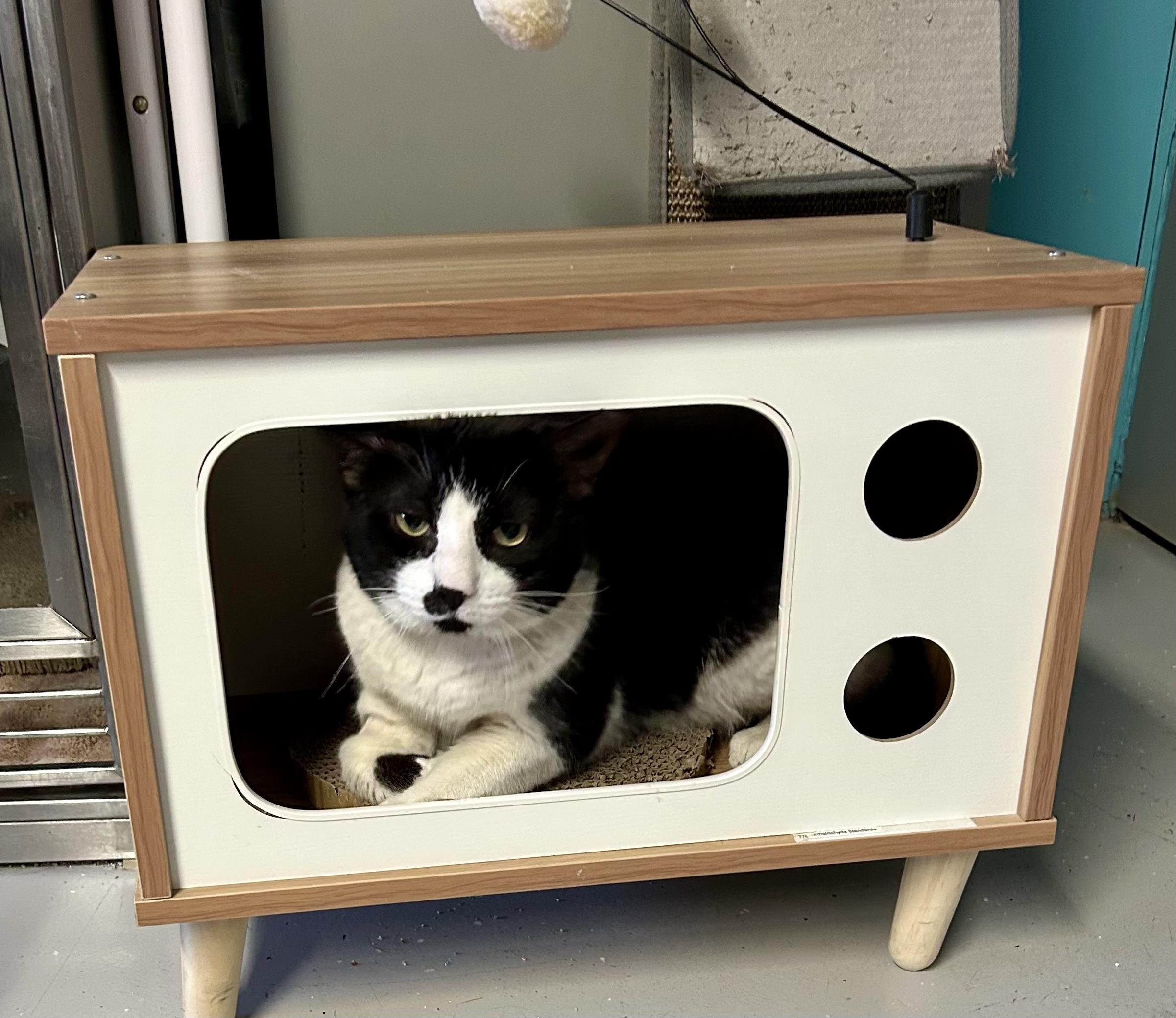 Enlarge Sebastian , an adoptable Tuxedo in Phoenix, AZ image 2/4