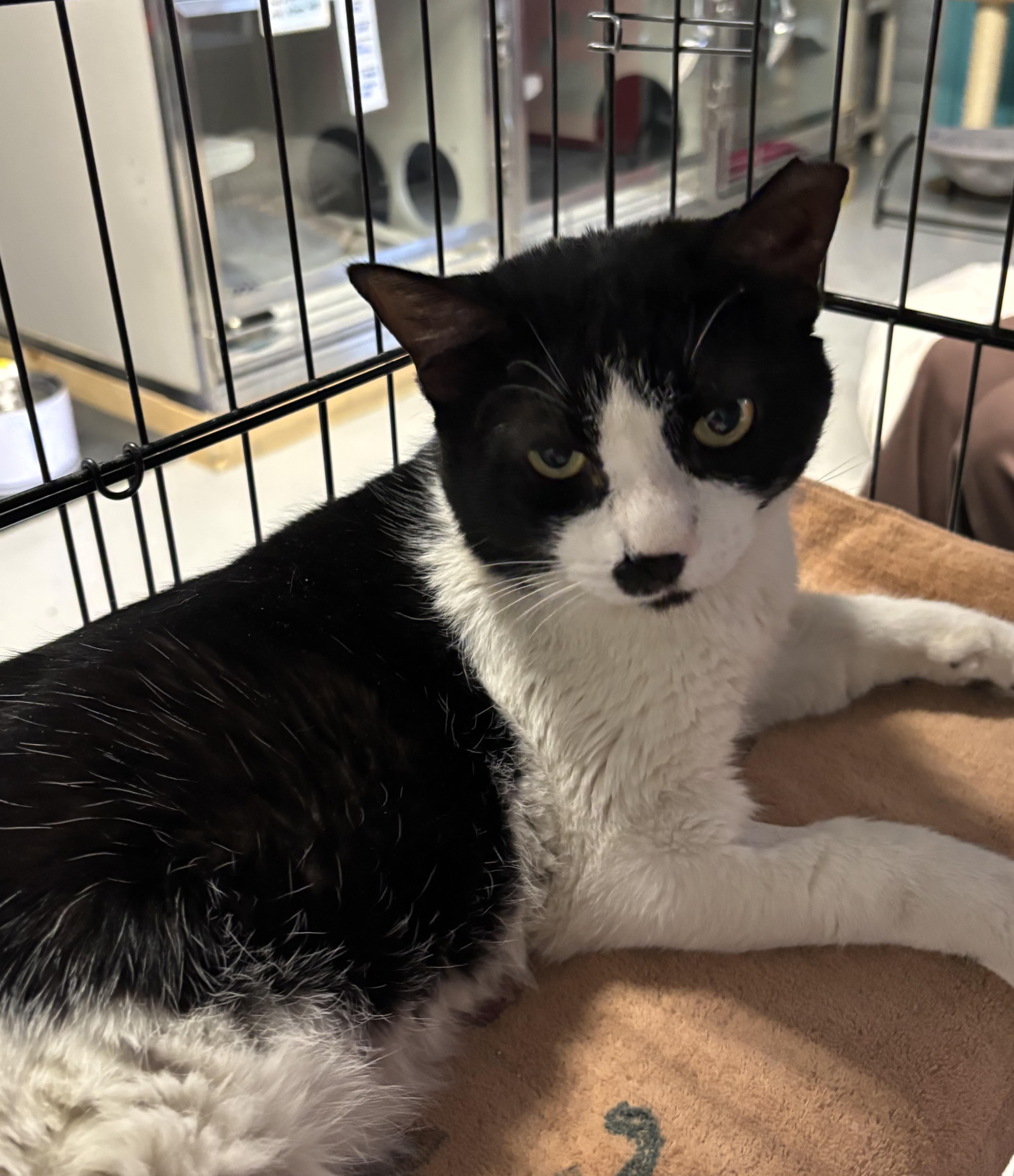 Enlarge Sebastian , an adoptable Tuxedo in Phoenix, AZ image 3/4