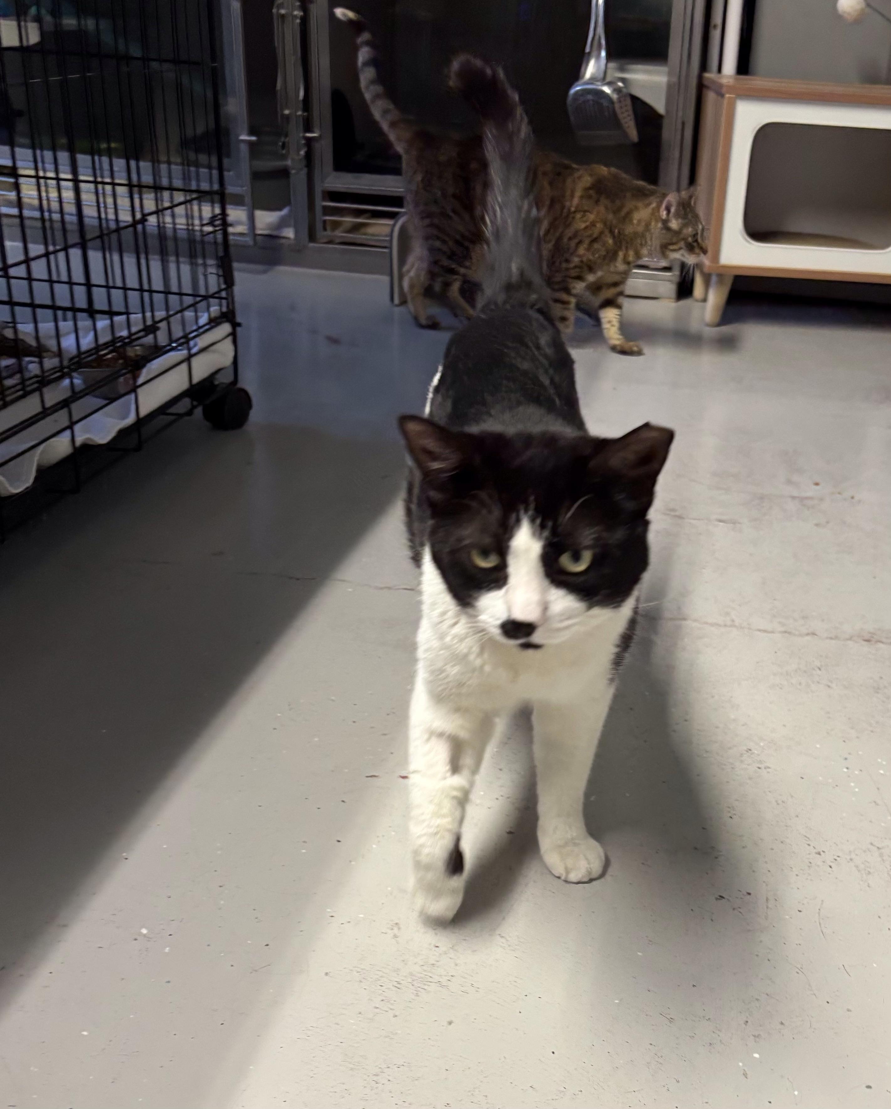 Enlarge Sebastian , an adoptable Tuxedo in Phoenix, AZ image 4/4