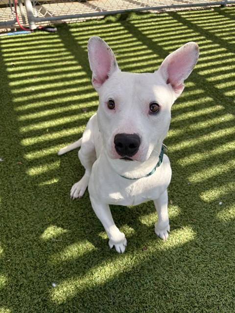 Enlarge ROCKY, a Adoptable Pit Bull Terrier in Killeen, TX image 1/1