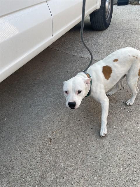 Enlarge ROCKY, a Adoptable Pit Bull Terrier in Killeen, TX image 1/1