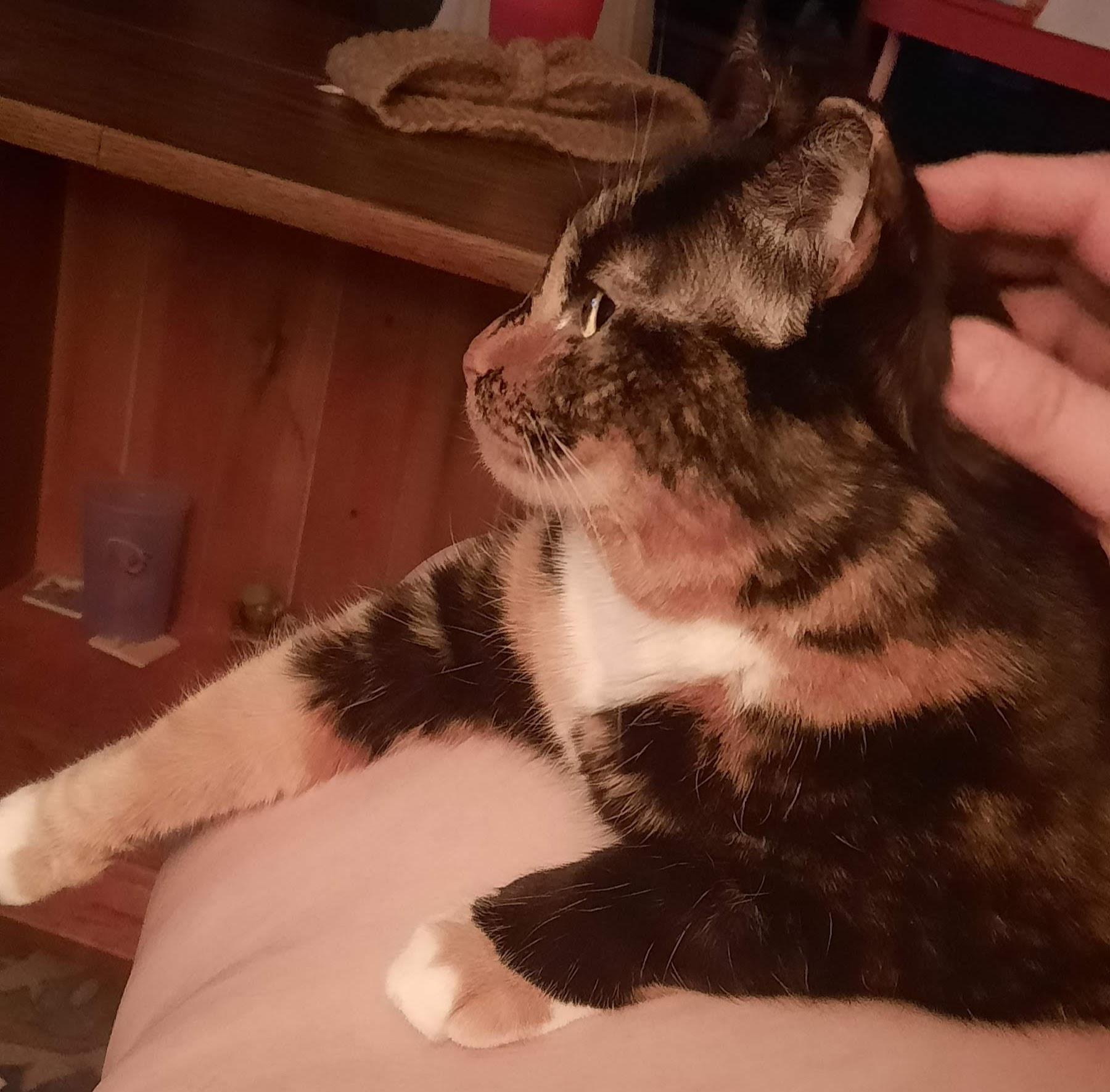 Enlarge Phoebe, a ADOPTABLE Tortoiseshell in River Falls, WI image 3/5