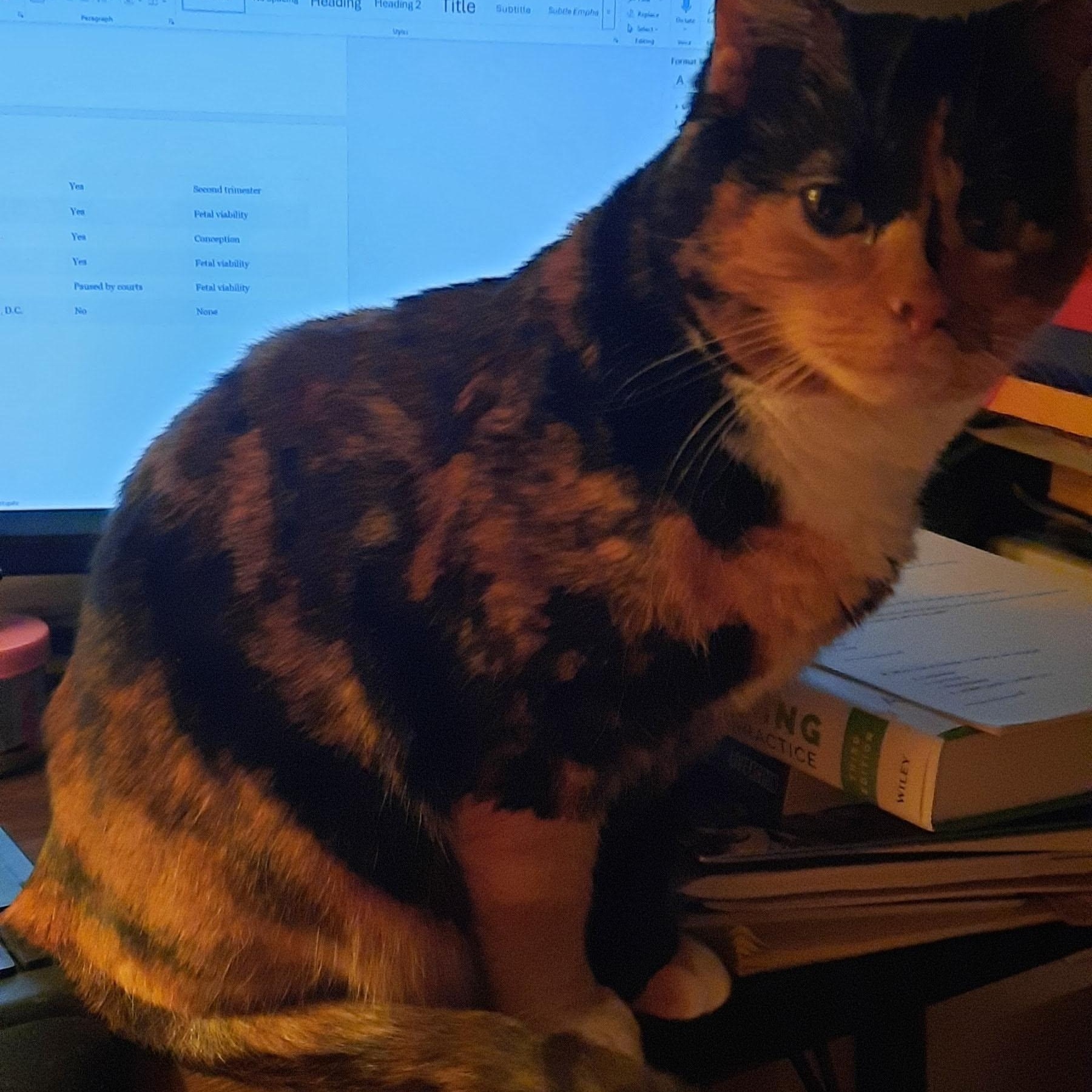 Enlarge Phoebe, a ADOPTABLE Tortoiseshell in River Falls, WI image 2/5