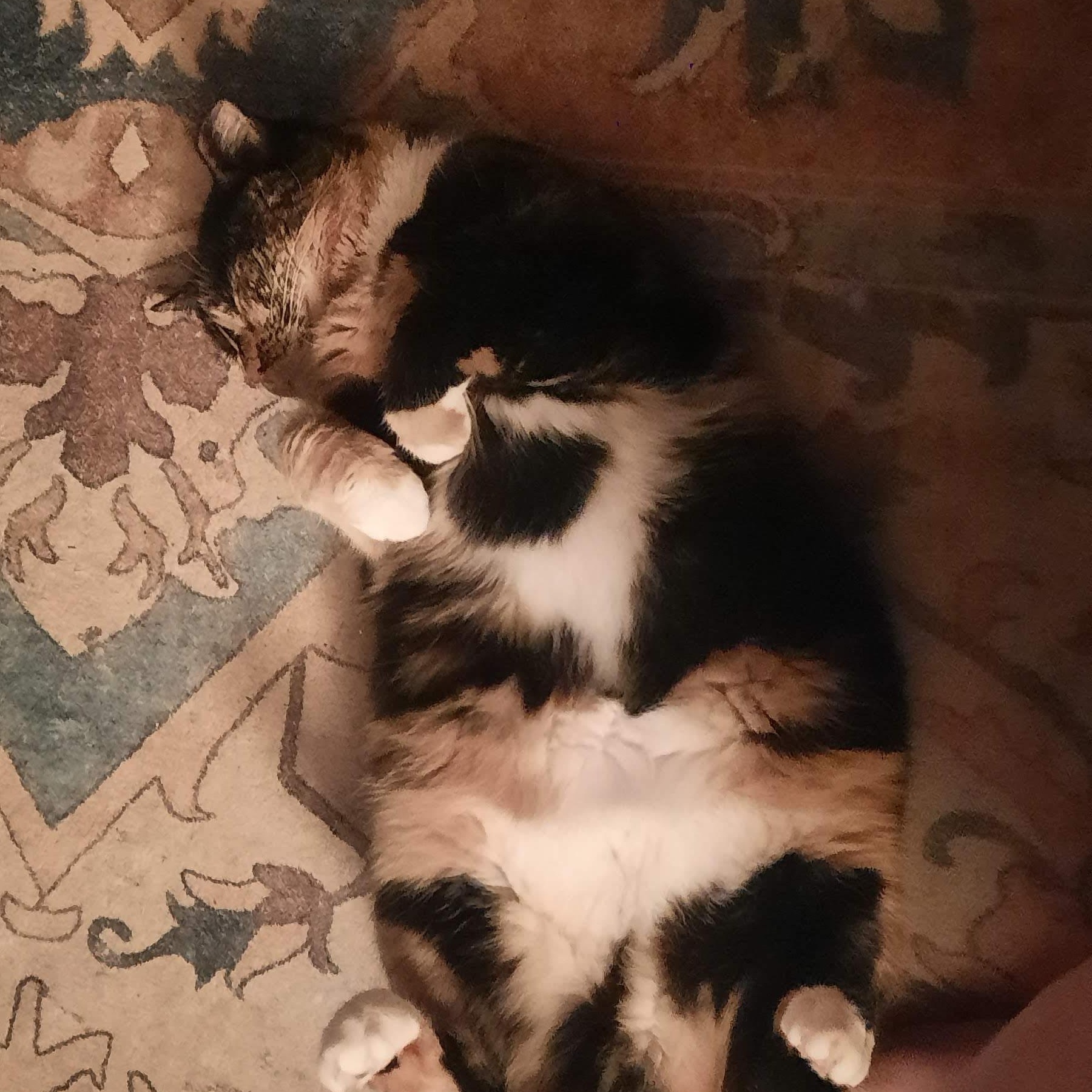 Phoebe, ADOPTABLE, Adult Female Tortoiseshell.