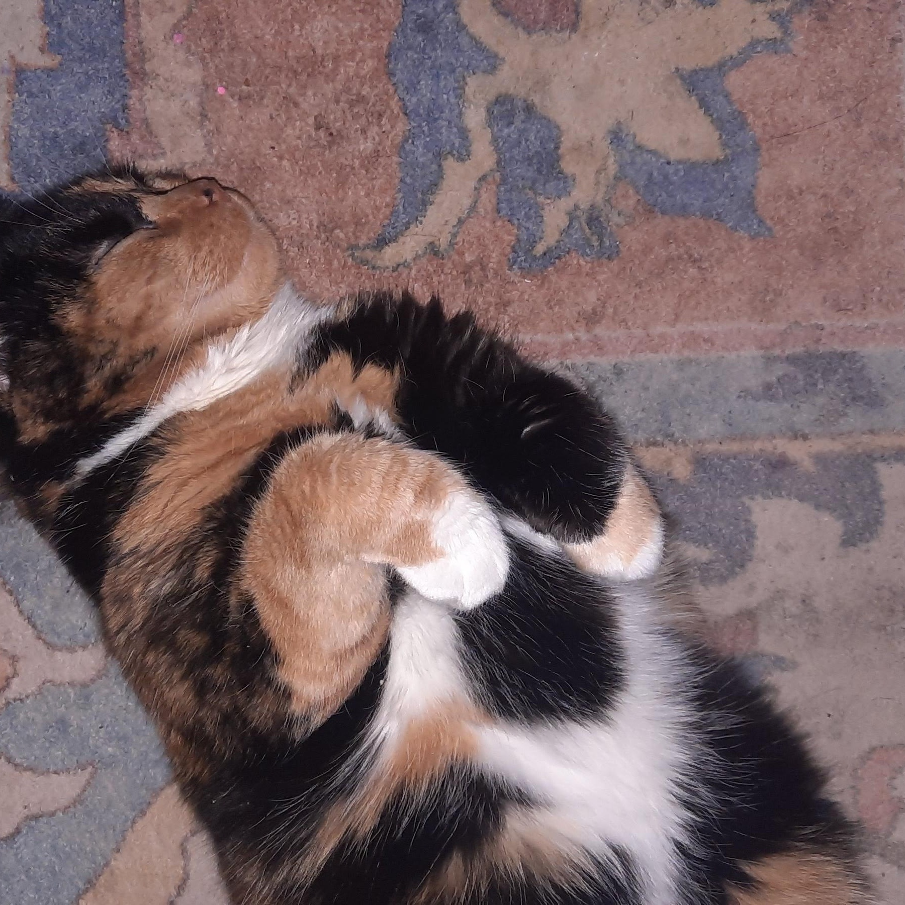 Enlarge Phoebe, a ADOPTABLE Tortoiseshell in River Falls, WI image 5/5