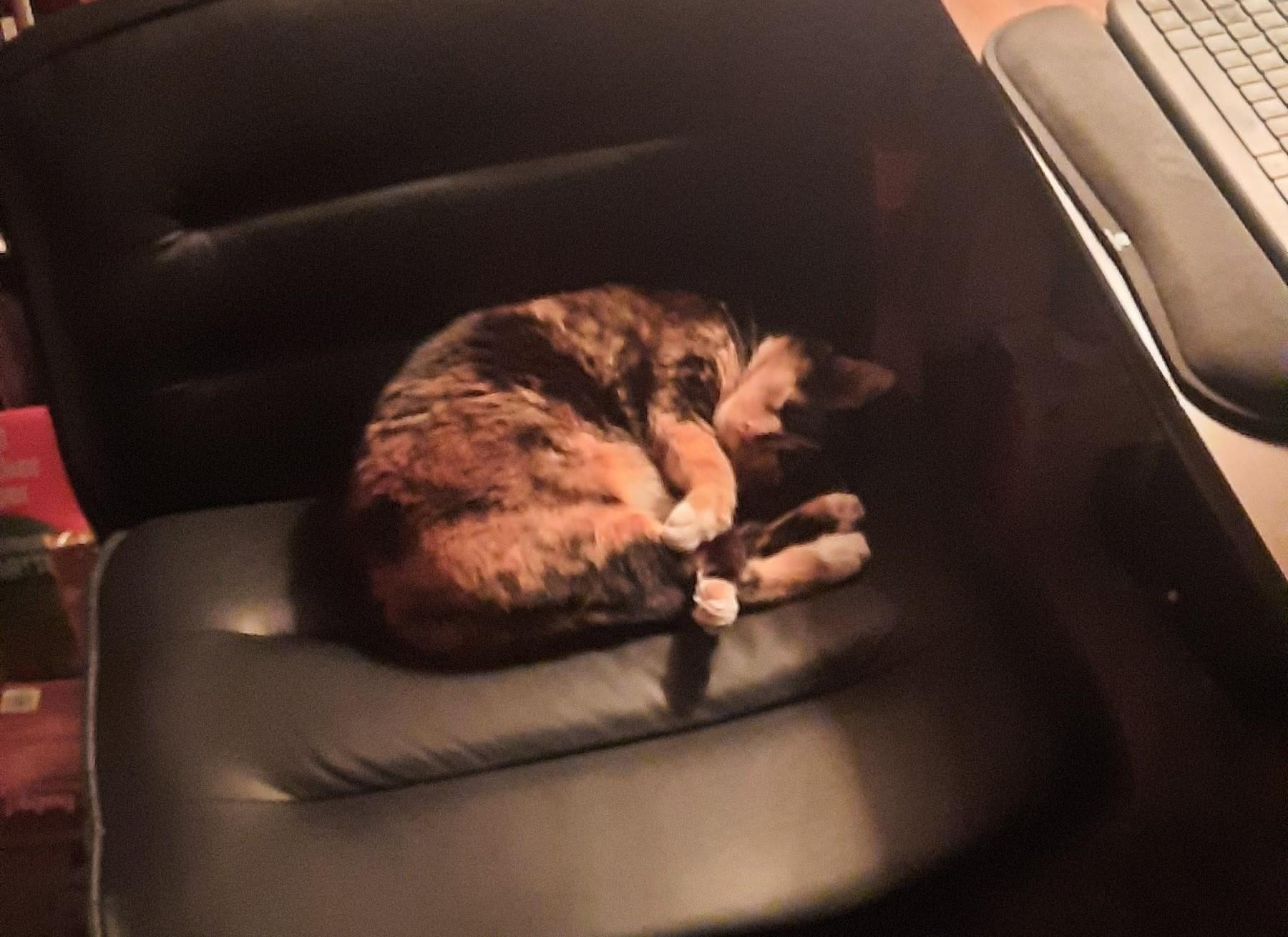 Enlarge Phoebe, a ADOPTABLE Tortoiseshell in River Falls, WI image 4/5