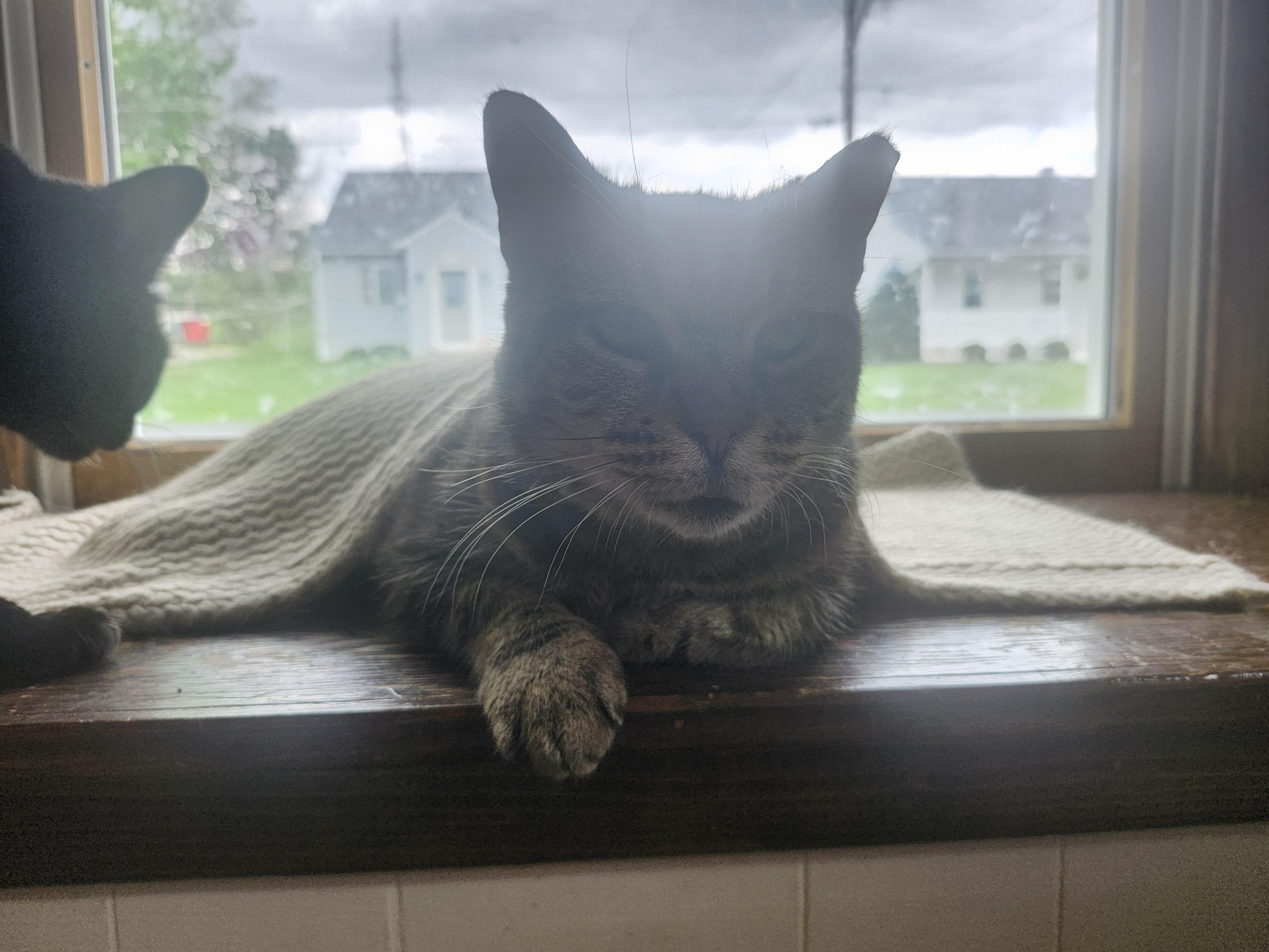 Enlarge Xandria, a Adoptable Domestic Short Hair in Shippensburg , PA image 2/5