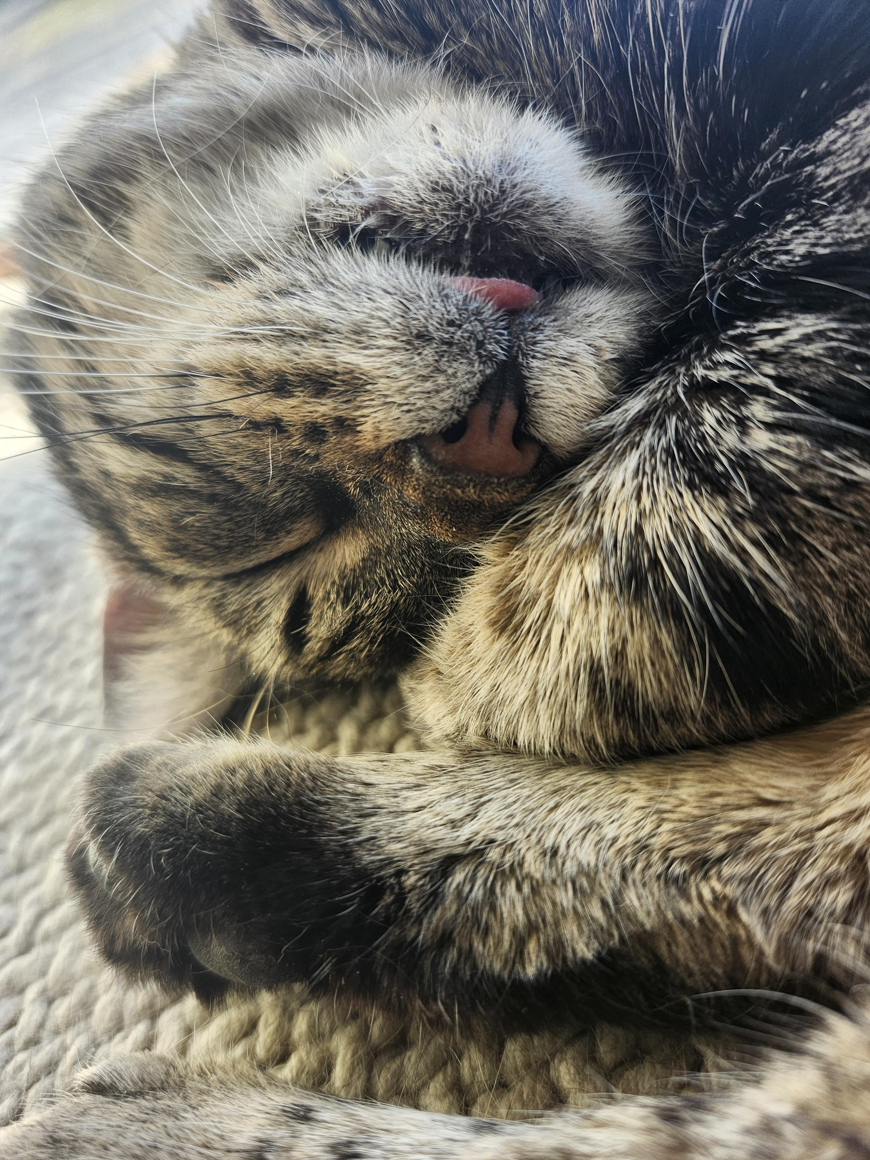 Enlarge Xandria, a Adoptable Domestic Short Hair in Shippensburg , PA image 4/5