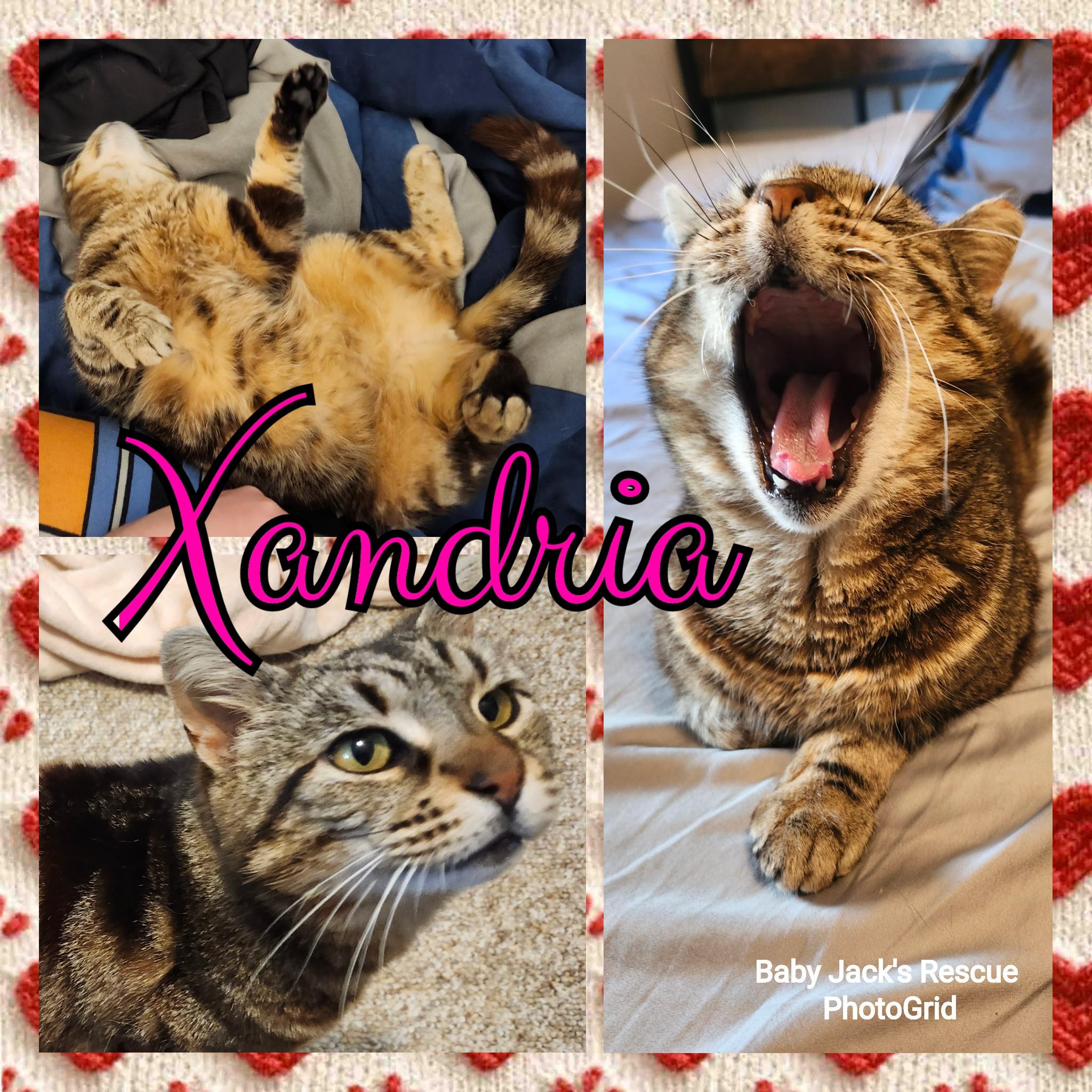 Enlarge Xandria, a Adoptable Domestic Short Hair in Shippensburg , PA image 1/1