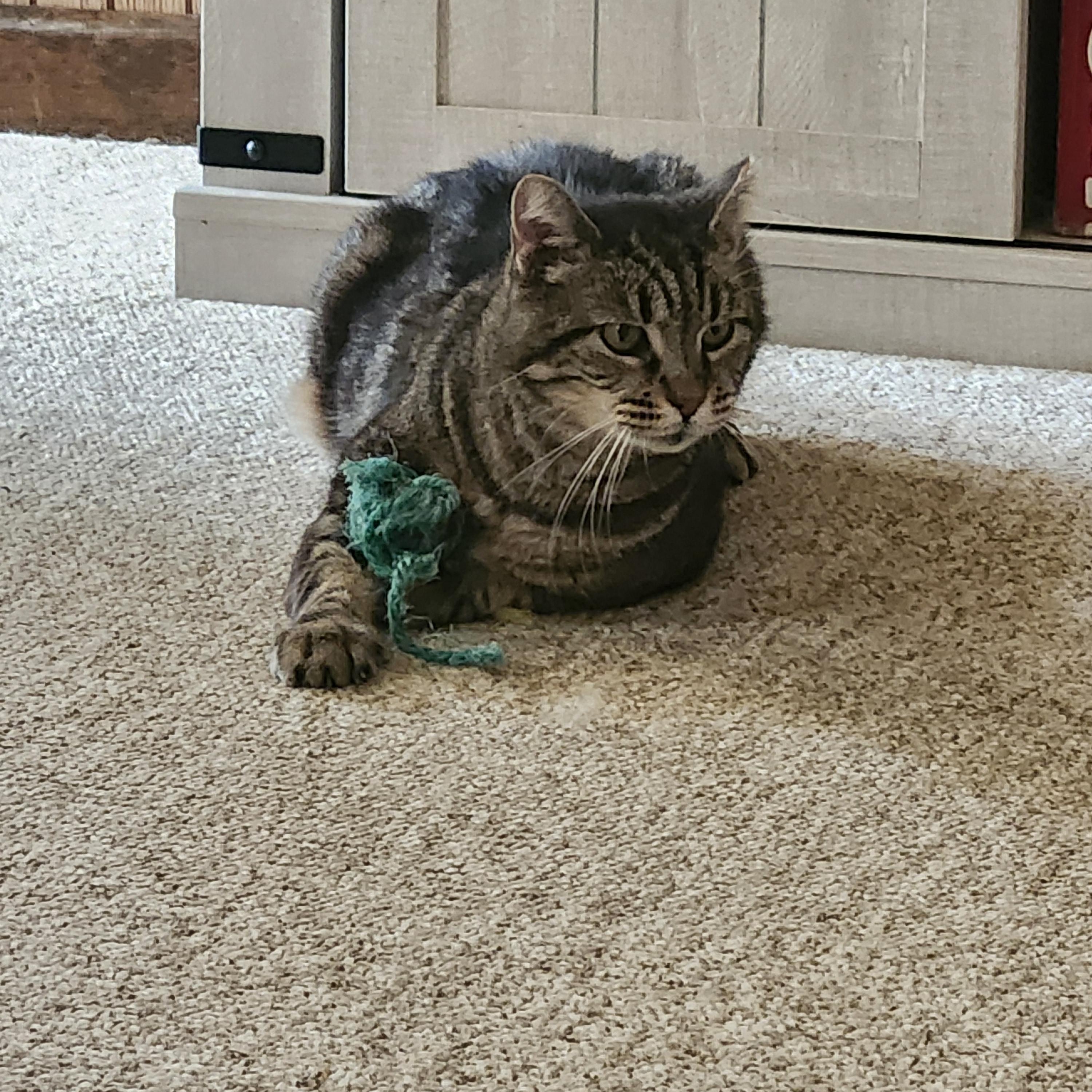 Enlarge Xandria, a Adoptable Domestic Short Hair in Shippensburg , PA image 5/5