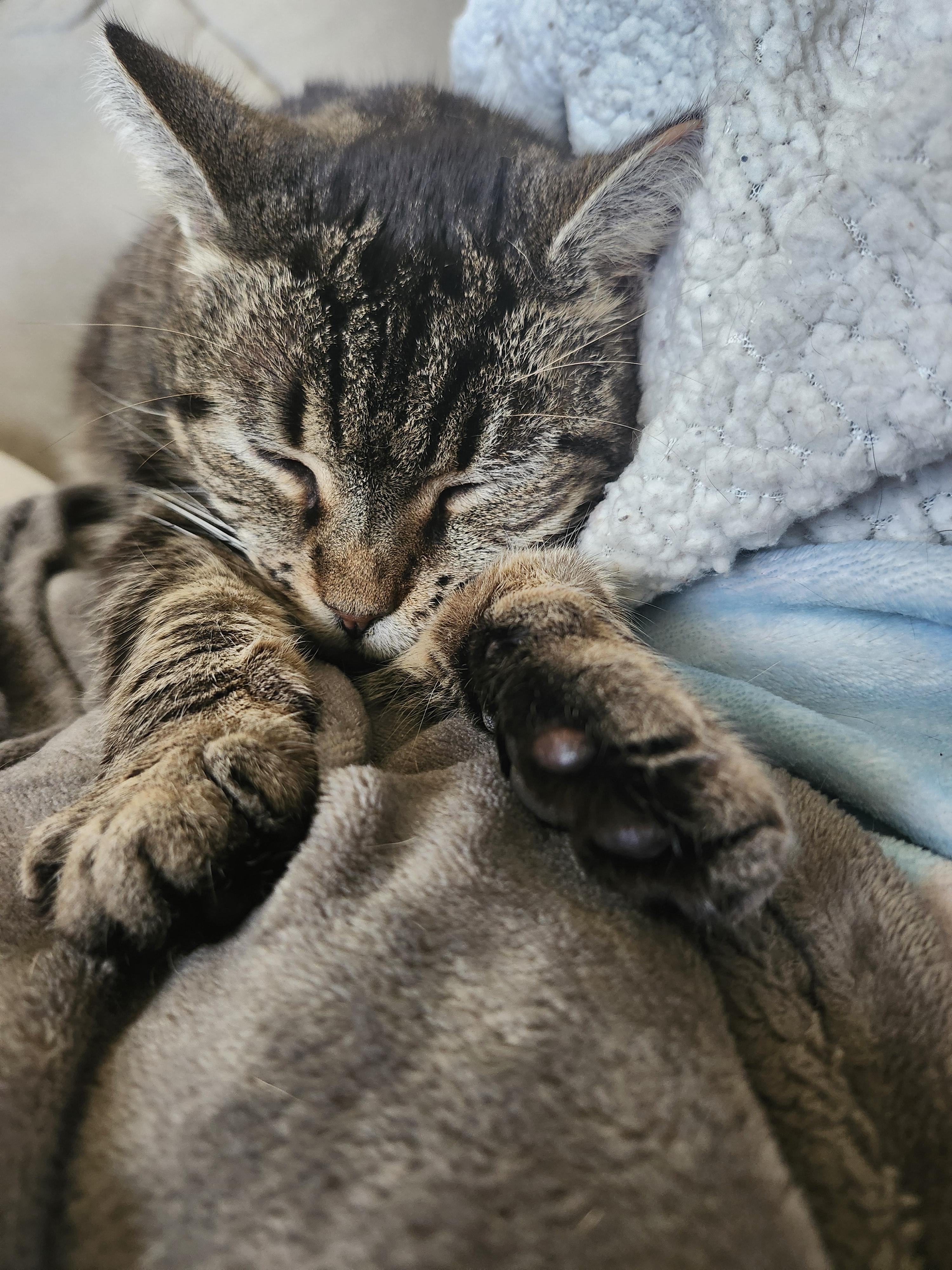 Enlarge Xandria, a Adoptable Domestic Short Hair in Shippensburg , PA image 3/5
