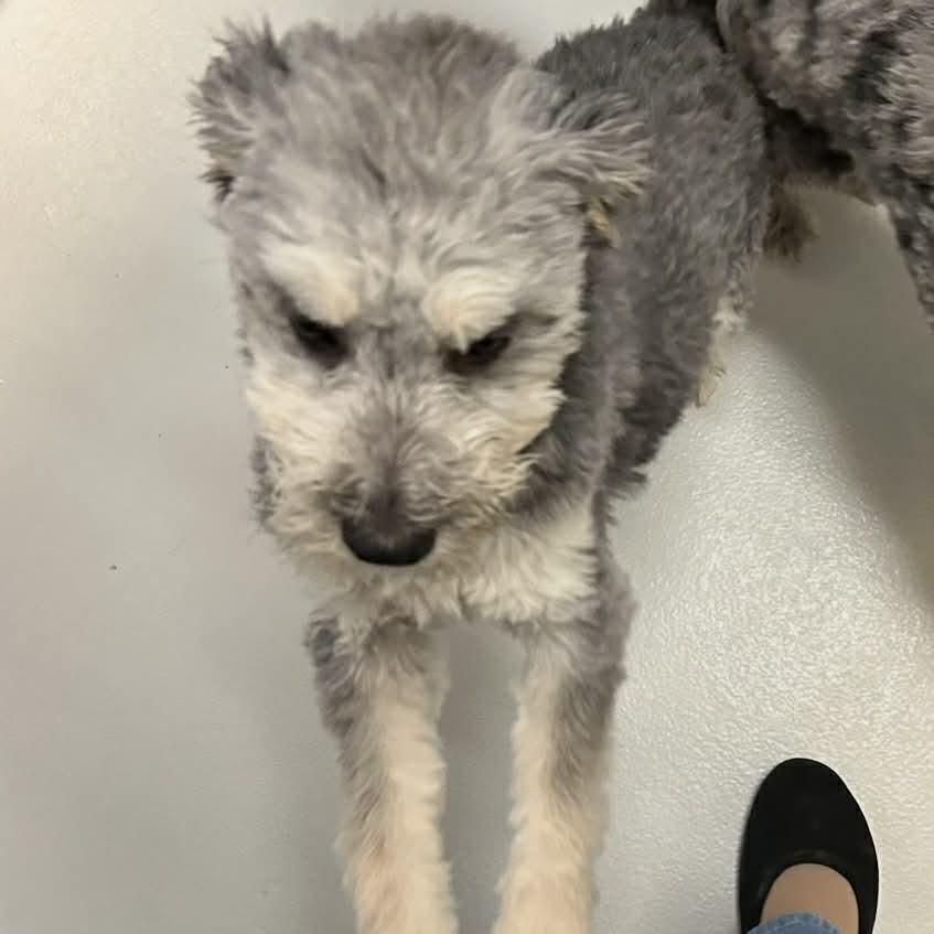 Kiwi, ADOPTABLE, Young Female Poodle & Schnauzer.