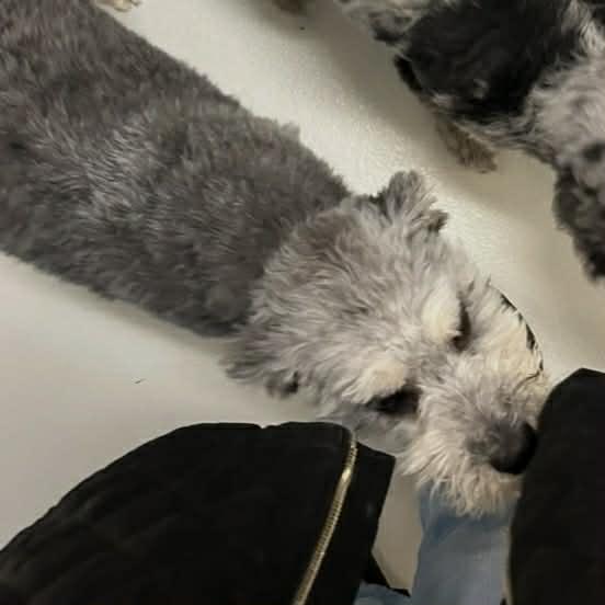 Kiwi, a ADOPTABLE mixed breed in Boulder, CO image 2/5