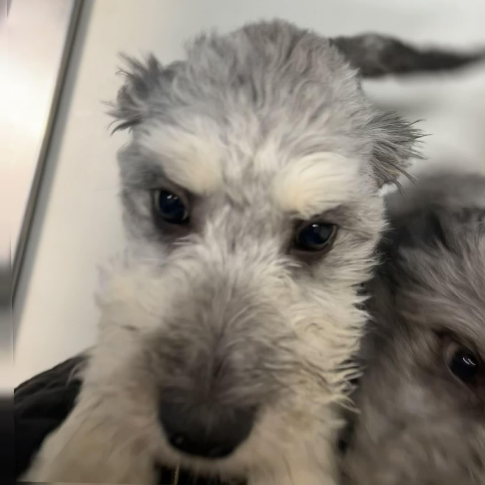 Kiwi, a ADOPTABLE mixed breed in Boulder, CO image 3/5