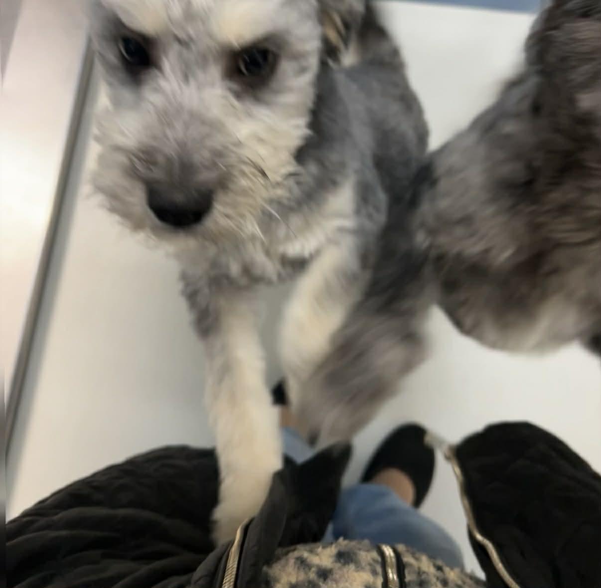 Kiwi, a ADOPTABLE mixed breed in Boulder, CO image 4/5