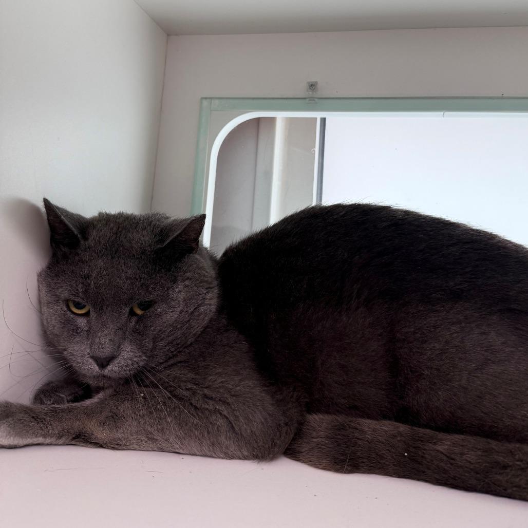 Emmett, Adoptable, Adult Female Domestic Short Hair.