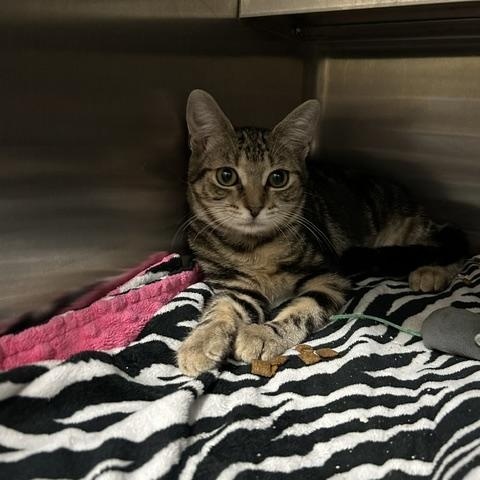 Gigi, a ADOPTABLE Domestic Short Hair in East Brunswick, NJ image 2/5