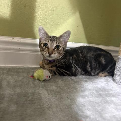 Gigi, ADOPTABLE, Kitten Female Domestic Short Hair.