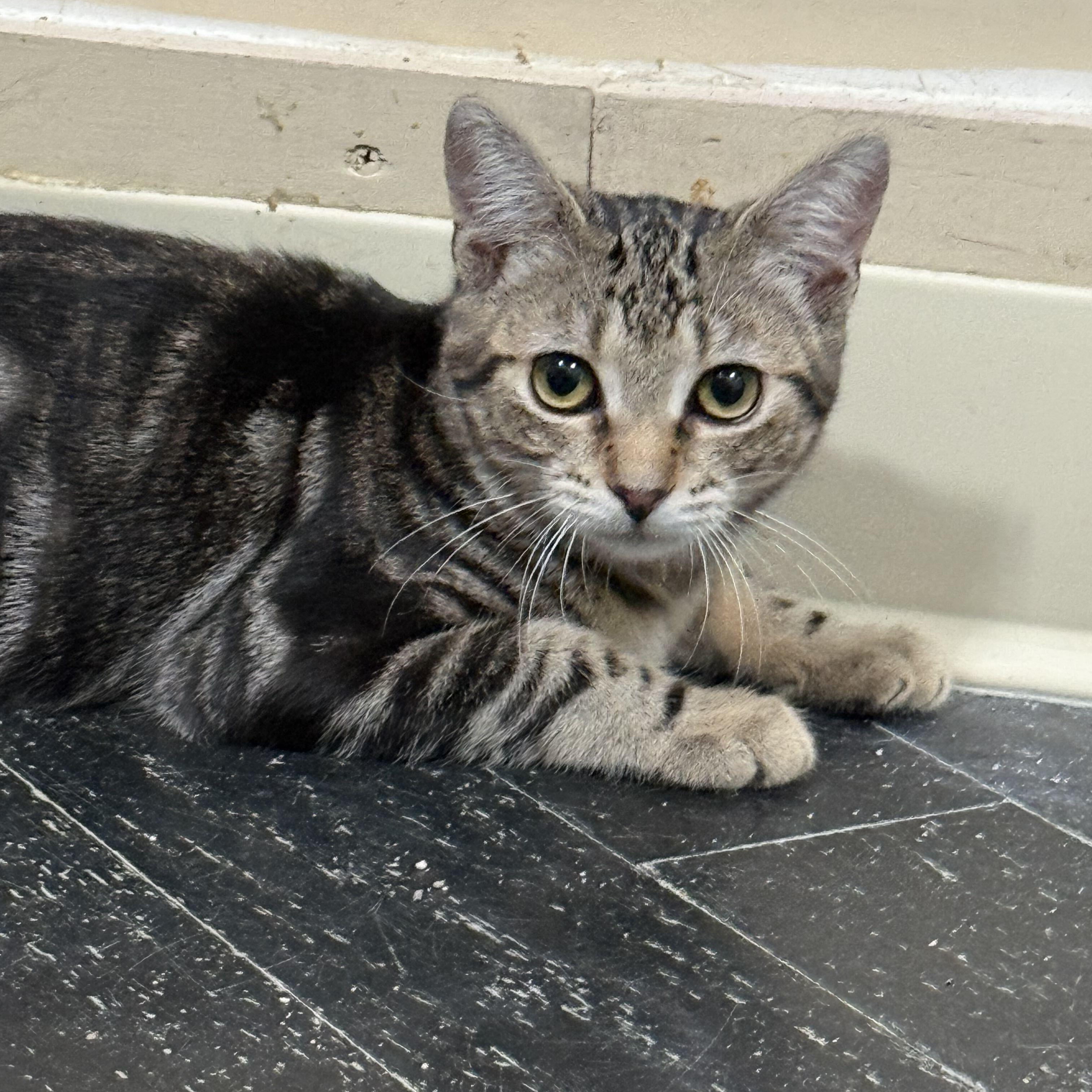 Gigi, a ADOPTABLE Domestic Short Hair in East Brunswick, NJ image 5/5