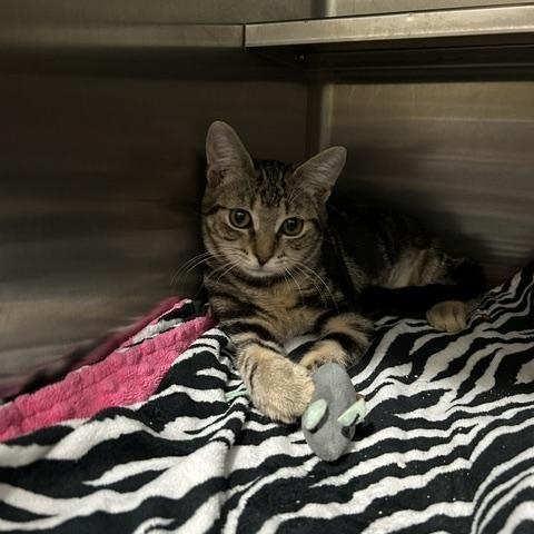 Gigi, a ADOPTABLE Domestic Short Hair in East Brunswick, NJ image 3/5
