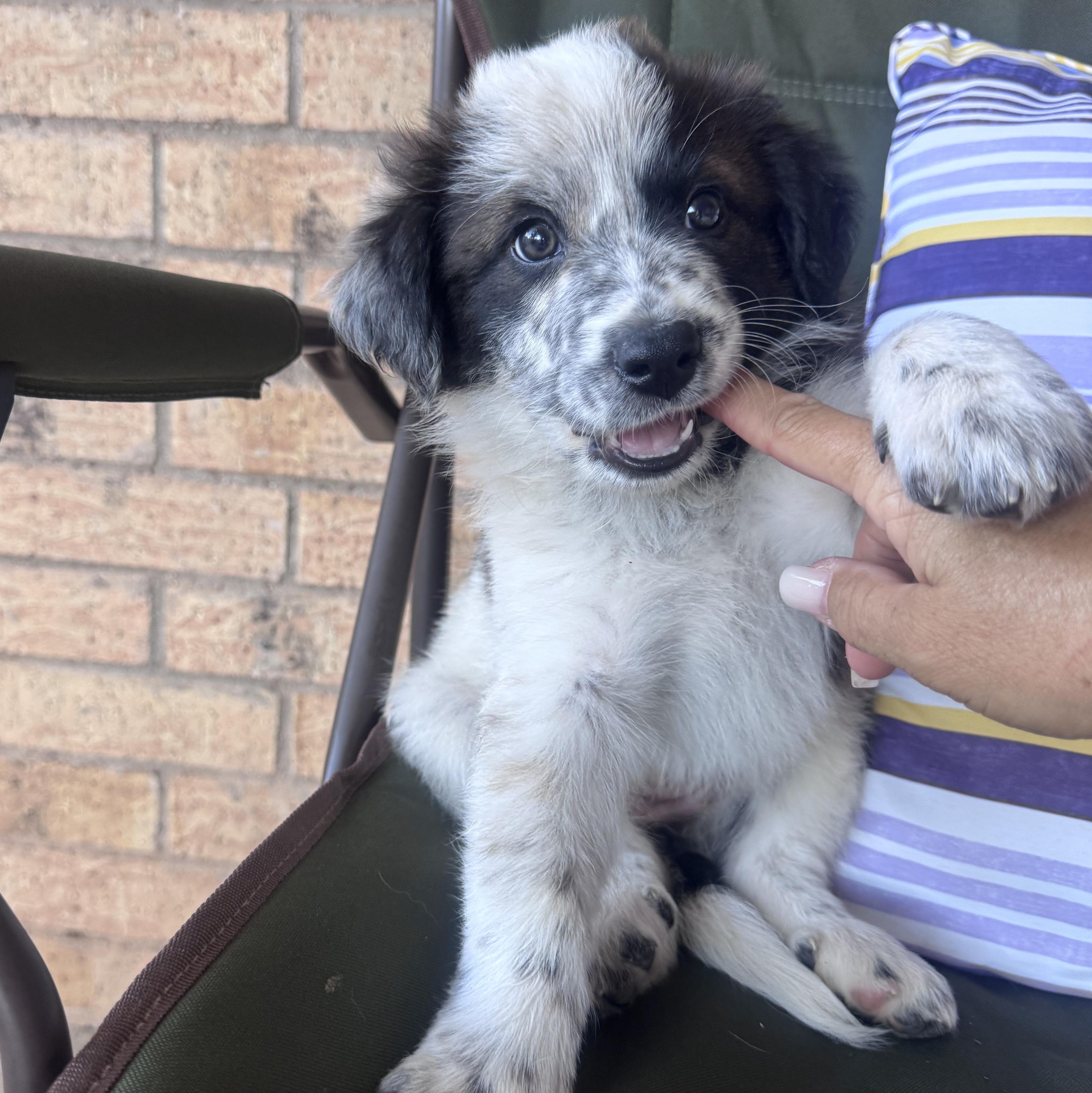 Journey, adopted, Puppy Female Border Collie.
