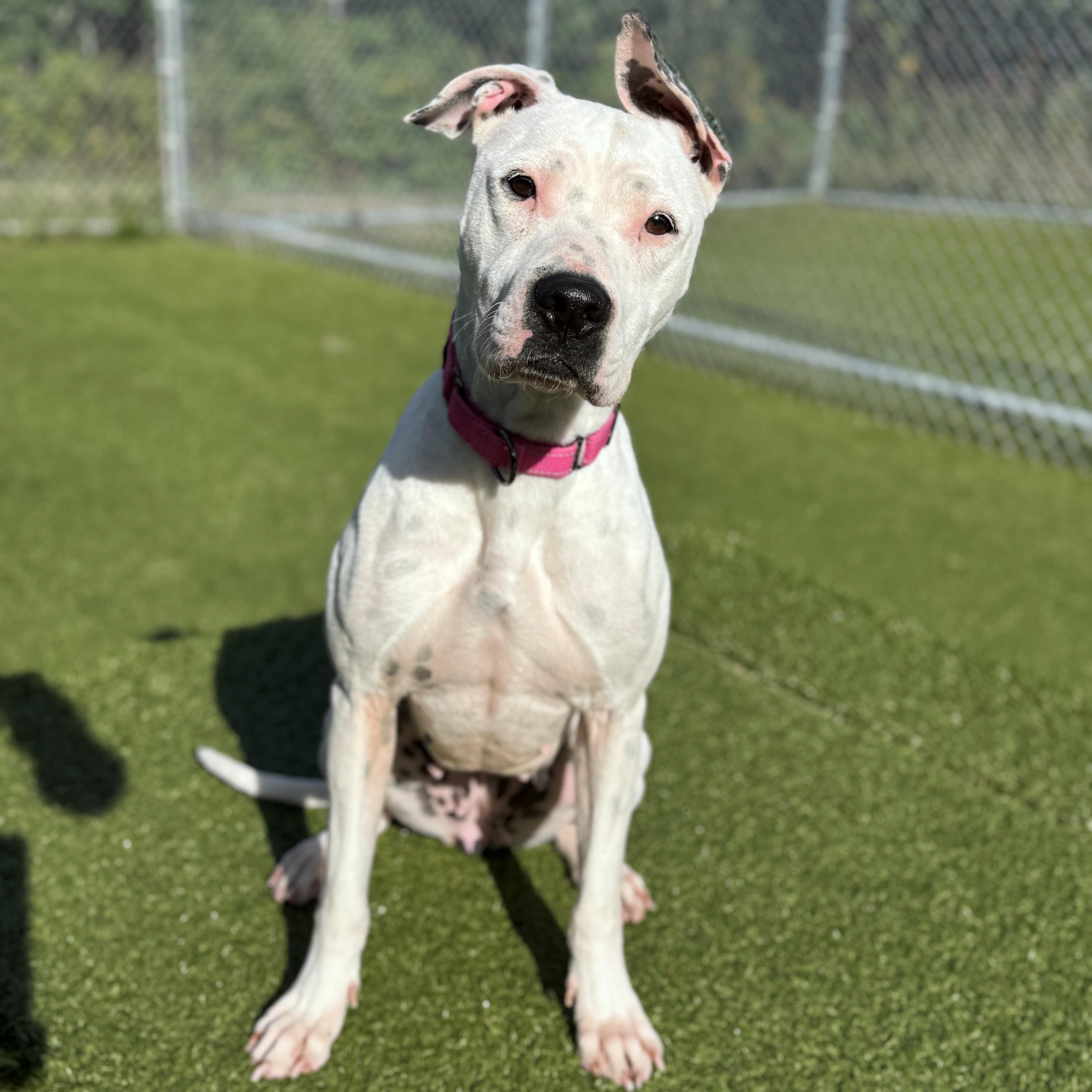 Enlarge Dotty, a Adoptable mixed breed in Hackensack, MN image 2/6