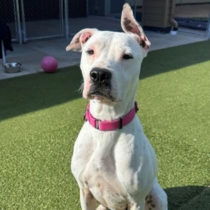 Enlarge Dotty, a Adoptable mixed breed in Hackensack, MN image 3/6