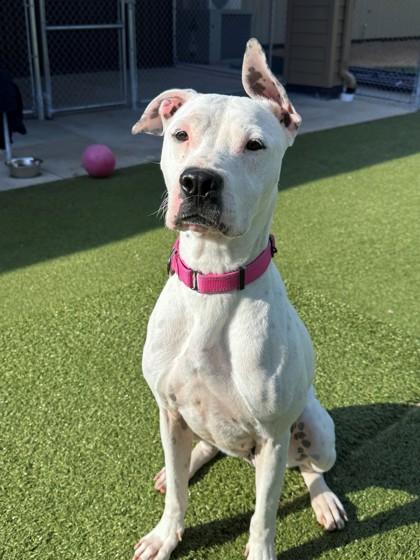 Enlarge Dotty, a ADOPTABLE mixed breed in Hackensack, MN image 2/3