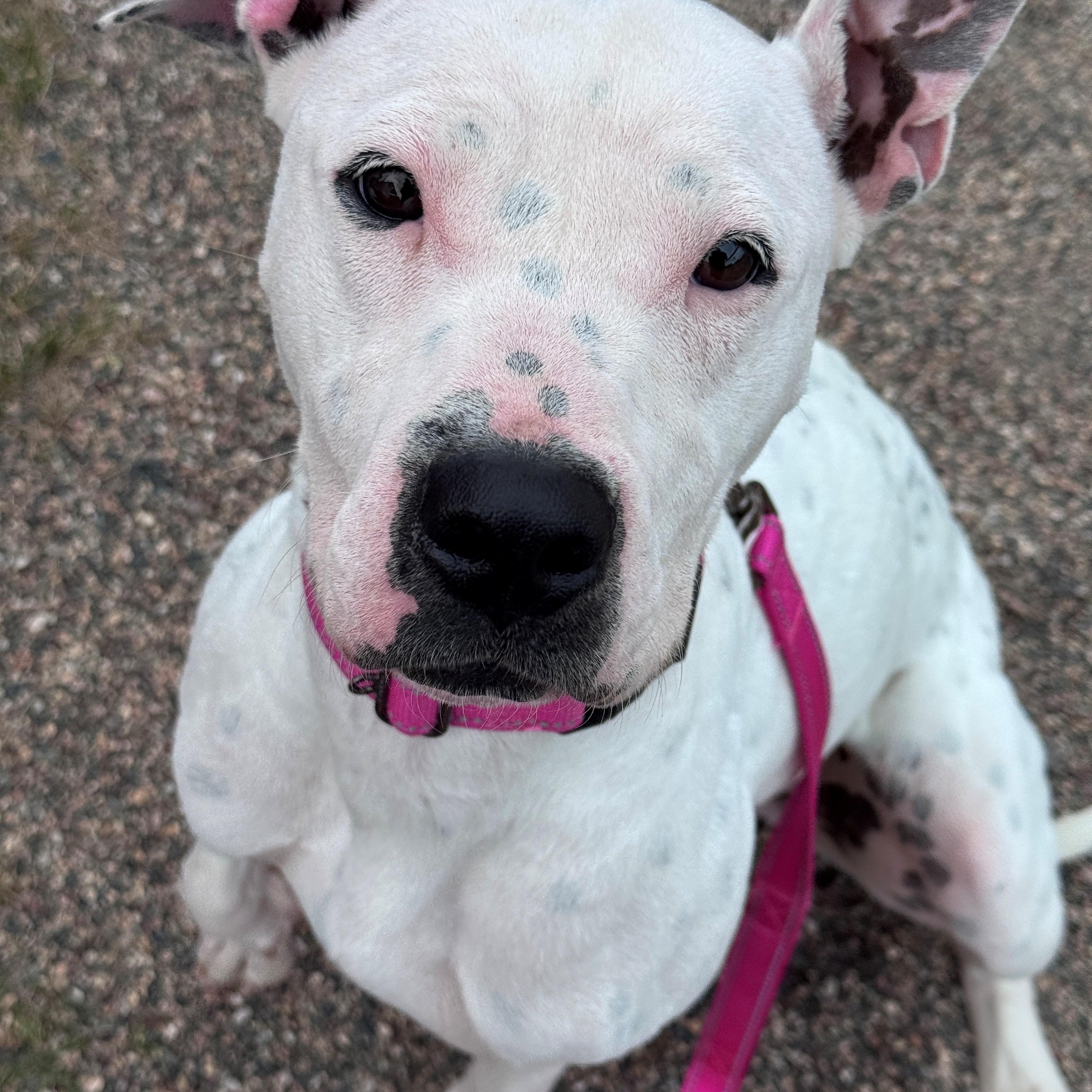 Enlarge Dotty, a Adoptable mixed breed in Hackensack, MN image 6/6