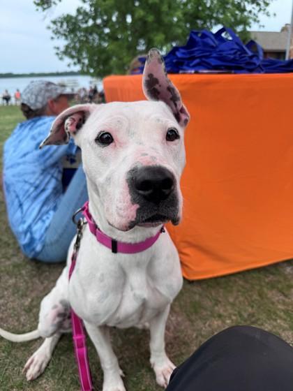 Dotty, ADOPTABLE, Young Female Pit Bull Terrier.